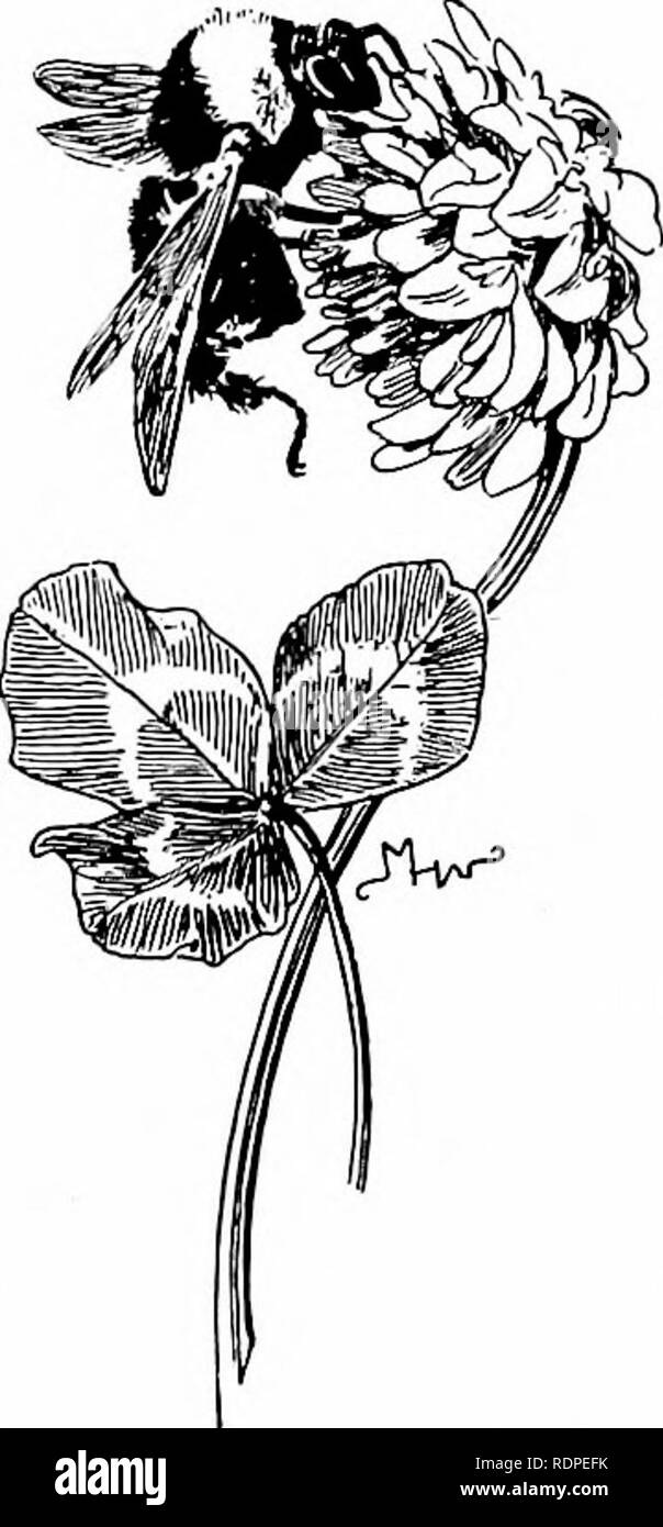. Primo insegnamento di zoologia. Zoologia. Il miele-Bee e altri animali sociali 315 attenta osservazione delle formiche nel nido al coperto e di nidi e individui fuori di porte, si rivelano molti del notevole e in- teresting caratteristiche della vita ant e quasi surel)"cose non sono noti per ora i naturalisti sarà scoperto. Vespe e bombi.-Il vero vespe, comunemente chiamato yellow- giacche e calabroni e il culo- ble-api anche vivere in comunità: ma tra queste forme ogni casa- tenere dura solo da primavera ad autunno inoltrato, nuove comunità essendo formata nella primavera successiva di regine che vivono thr Foto Stock