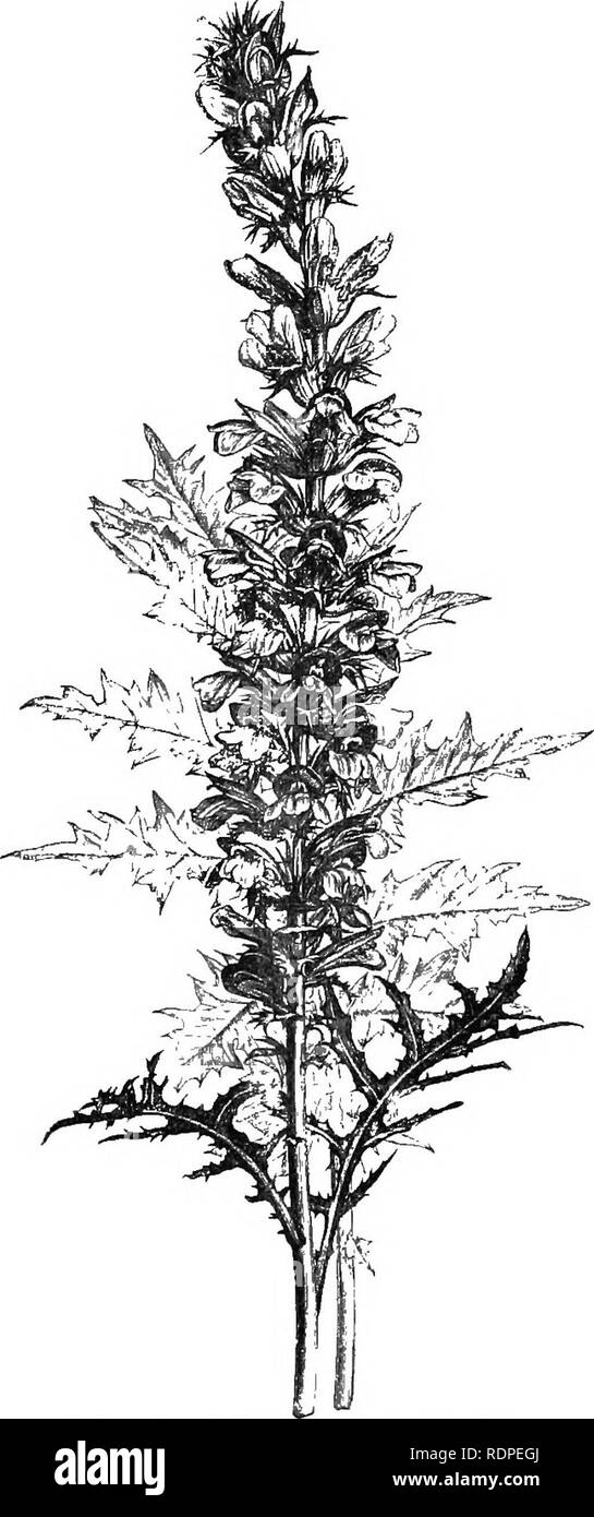 . Manuale di hardy alberi, arbusti e piante erbacee ... Sulla base del lavoro francese dei sigg. Decaisne e Naudin ...intitolato 'Manuel de l'amateur des jardins,' e comprese le xilografie originali da Riocreux e Leblanc. Piante ornamentali,. !56 Acaiithace(E. Gio' uhfrgia alata è un bellissimo perenne da India e Africa, che ordinariamente viene trattata come annuale. Si tratta di un twiniii;; impianto con hastate Foglie picciolate, i piccioli, alato. Kig.lVf). AcanthlTS ppinosus. (J nat. dimensioni.) ind solitaria pednncidate ascellare quasi flowcra regolari con un ampia diffusione arto. Essi sono variamente c Foto Stock