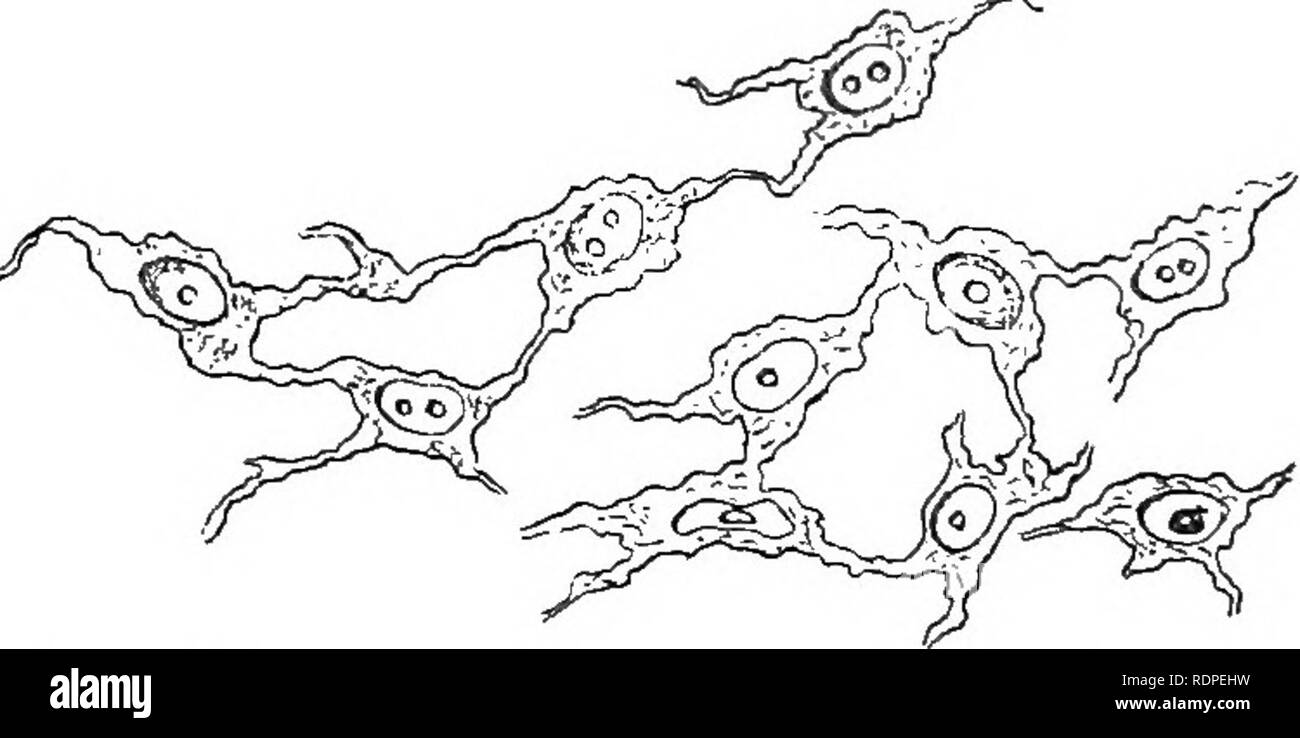 . Una introduzione allo studio della zoologia. Zoologia. Una introduzione alla zoologia ultimo è talvolta indicata come la cavità del corpo a volte come lo stomaco, l'animale che viene detto di possedere 110 cavità di corpo. Parti derivate dalla Mesoblast. In una fase molto precoce dell'embrione, la mesoblast è formata tra due strati primari (vedere p. 30). In un primo momento le sue cellule sono tutte uguali, ma poi si sviluppano nel tessuto di diversi tipi, compresi i tessuti di supporto del corpo, vale a dire del tessuto connettivo e osseo e il tessuto muscolare. Il tessuto connettivo è costituito da un sottile tessuto trasparente, che Foto Stock