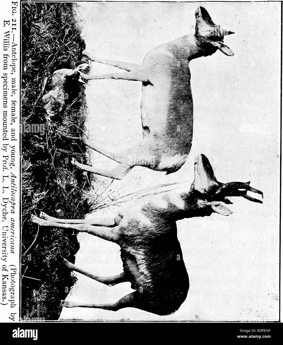 . Primo insegnamento di zoologia. Zoologia. Mammiferi 265 buoi, pecore, cervi, cammelli, pitjs e ippopotami. Il Artiodactyls comprendono due gruppi, i ruminanti e non ruminanti. Tutti i Ungulata nativo del nostro nord- ern membri appartiene ai ruminanti, così chiamato a causa della loro abitudine di masticare un cud. Un primo di ruminanti preme il suo cibo in una sfera, rondini in un particolare di una delle divisioni del suo quattro-chambered dello stomaco e più tardi regurgitates nella bocca, masticates accuratamente.. Si prega di notare che queste immagini vengono estratte dalla pagina sottoposta a scansione di immagini che possono essere state enh digitalmente Foto Stock