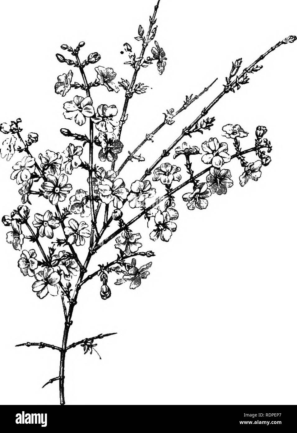 . Manuale di hardy alberi, arbusti e piante erbacee ... Sulla base del lavoro francese dei sigg. Decaisne e Naudin ...intitolato 'Manuel de l'amateur des jardins,' e comprese le xilografie originali da Riocreux e Leblanc. Piante ornamentali,. 290 y asm in ca:- yasni iimin. impianto è meritatamente un grande favorito, anche se non in modo universalmente- piantati come dovrebbe essere. Rami angolare, snello e flex- ibile, di colore verde intenso. Foglie opposte, decidui, pinnate; depliant lanceolate, acuminate. Fiori Bianco, molto fragrante, prodotta a partire da giugno fino a settembre. Un nativo del nord India e Cina, e n. Foto Stock