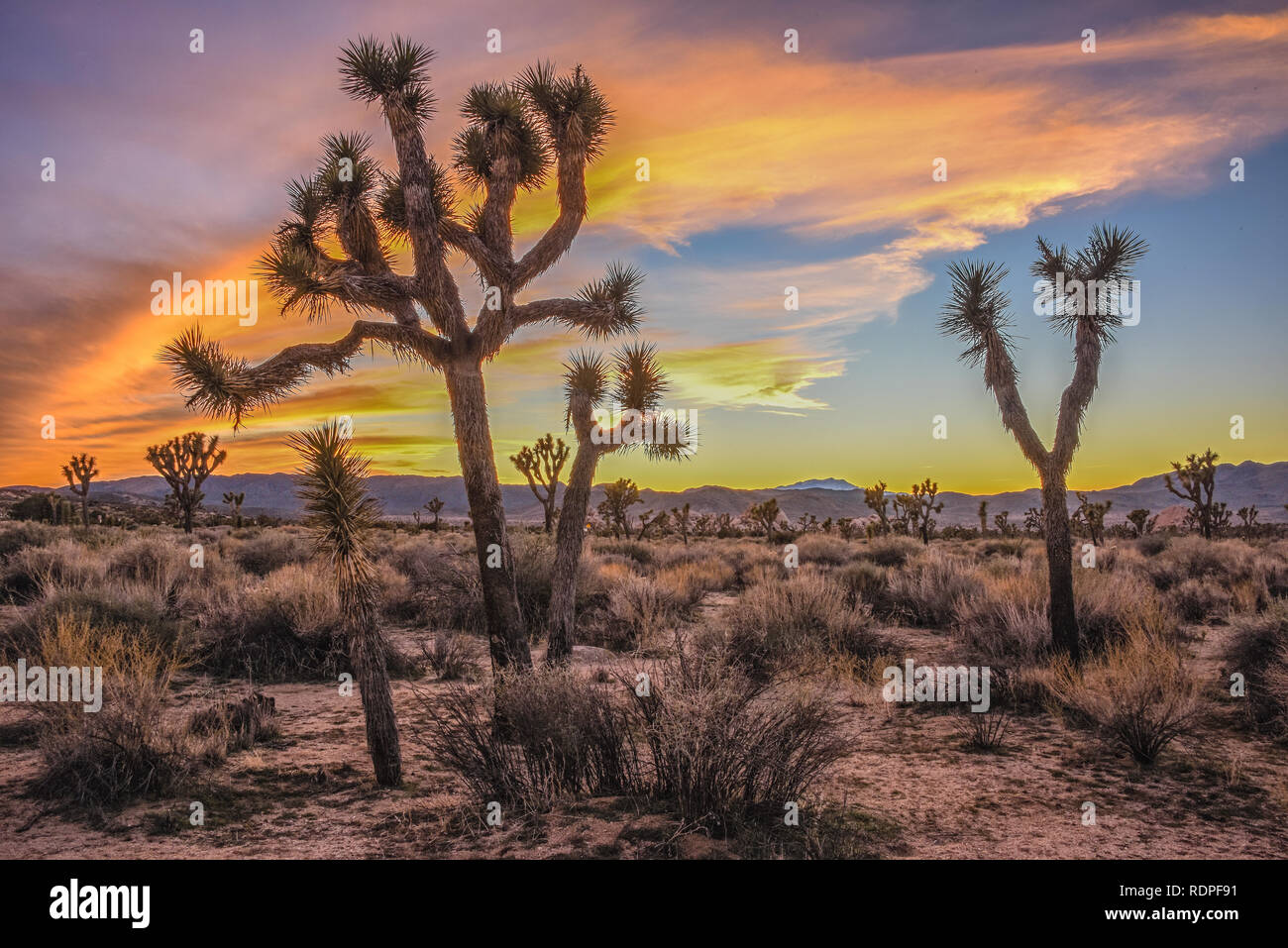 Parco nazionale di Joshua Tree, ventinove Palme, 29 palme, CALIFORNIA, STATI UNITI D'AMERICA Foto Stock