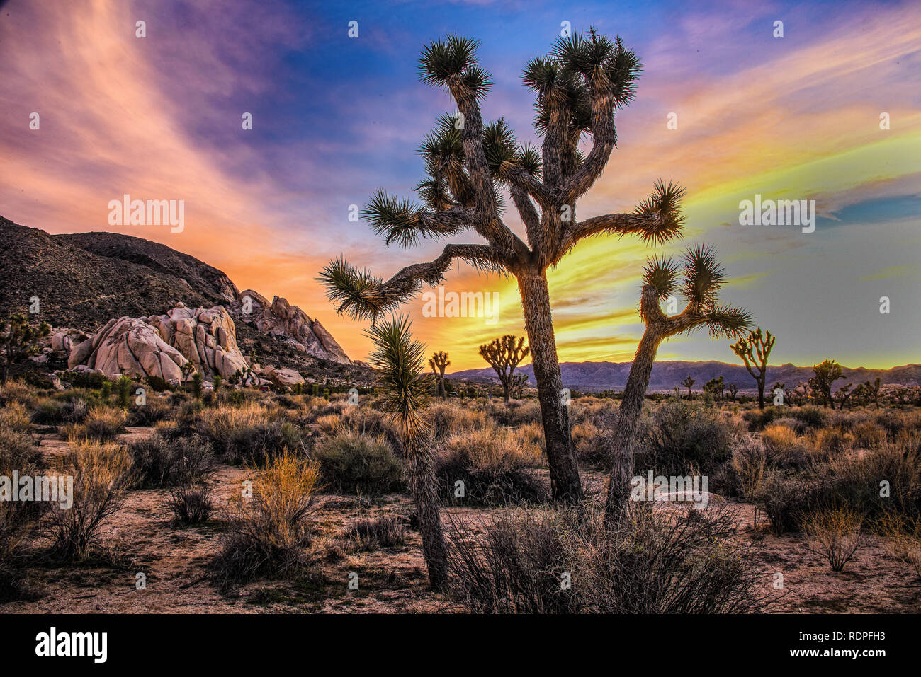 Parco nazionale di Joshua Tree, ventinove Palme, 29 palme, CALIFORNIA, STATI UNITI D'AMERICA Foto Stock