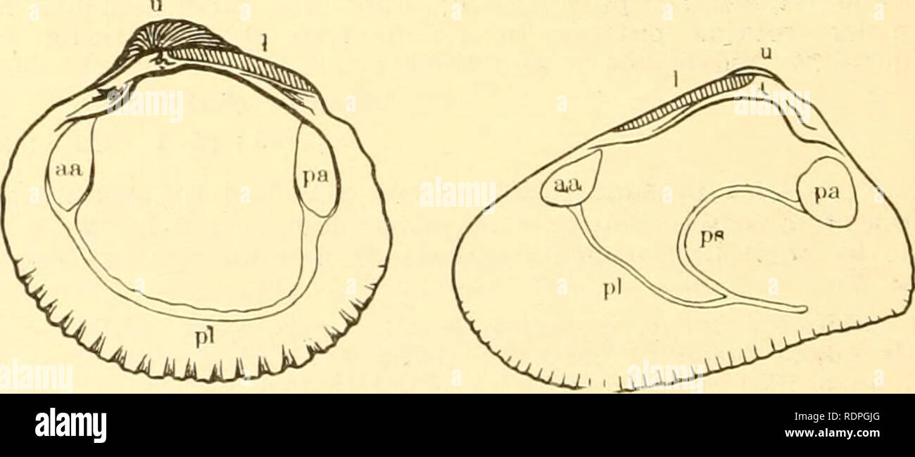 . I prodotti commestibili vongole, cozze e capesante della California. Molluschi e crostacei. Fig. 6. Modiolus rectus. Una metà dimensione naturale. bb. Muscoli adduttori uguale o quasi; umbone non alle estremità della valvola nelle forme qui trattate (eccetto Solen) ; lembi del mantello fuso in almeno due posti a formare due aperture siphonal, che sono di solito prolungata in tubi siphonal; adulti senza byssal attachment; di solito è in grado di muoversi per mezzo del piede; tutti in grado di scavare in una certa misura e abitualmente in tal modo ; colore dei gusci vari ; mai nero. Vero vongole c. Valvole di chiusura, completamente o almeno w Foto Stock