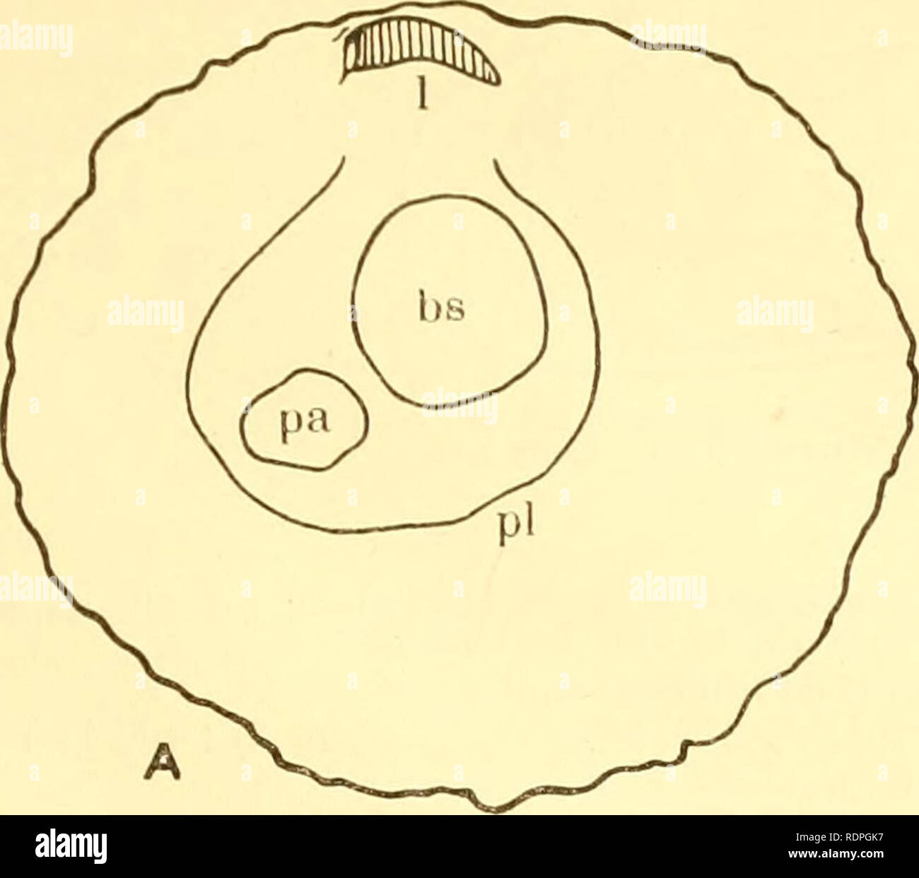 . I prodotti commestibili vongole, cozze e capesante della California. Molluschi e crostacei. - 9. Si prega di notare che queste immagini vengono estratte dalla pagina sottoposta a scansione di immagini che possono essere state migliorate digitalmente per la leggibilità - Colorazione e aspetto di queste illustrazioni potrebbero non perfettamente assomigliano al lavoro originale. Weymouth Frank Walter; California. Membro laboratorio di pesca; in California. A base di pesce e selvaggina Commissione. Sacramento : lo stato della California Ufficio Stampa Foto Stock
