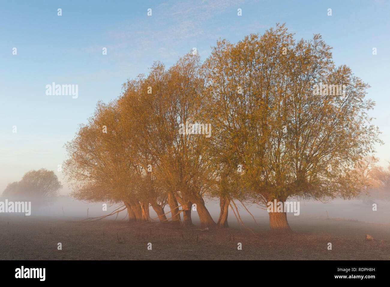 Fila di pollard salici / pollarded salice bianco (Salix alba) nel campo nella nebbia in autunno Foto Stock