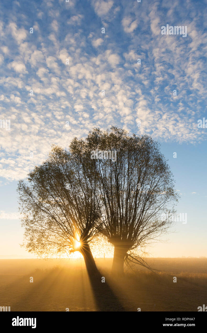 Sole che splende attraverso i rami di salici pollard/ pollarded salice bianco (Salix alba) all inizio di mattina nebbia a sunrise in autunno Foto Stock