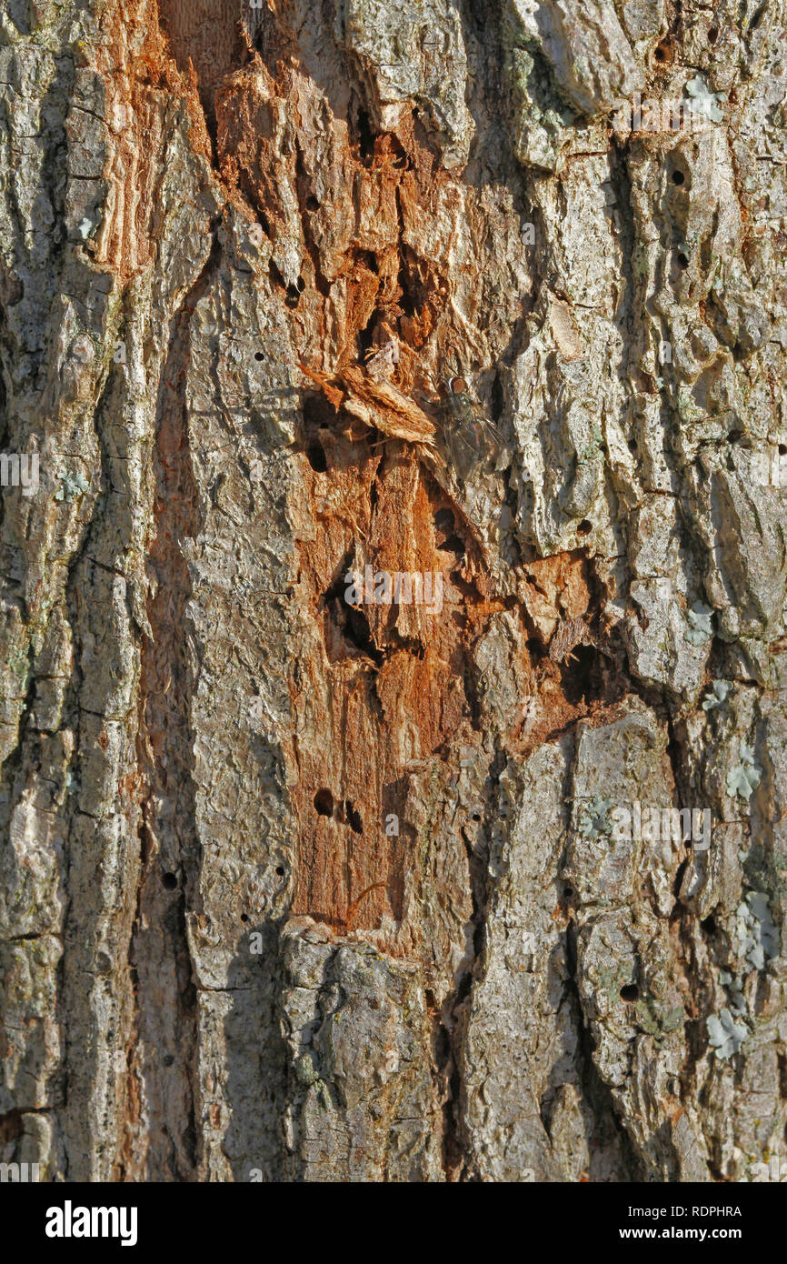 La corteccia di un albero di olmo latino ulmus o frondibus ulmi mostrante l'inizio della malattia dell'olmo olandese chiamato anche grafiosi del olmo con fori Foto Stock