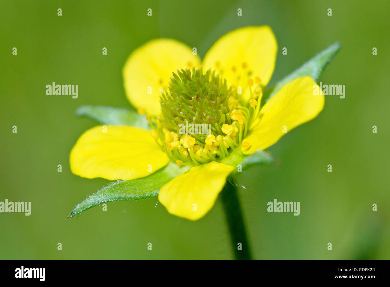 Legno Avens o Herb-Bennet (geum urbanum), close up di un solitario fiore. Foto Stock