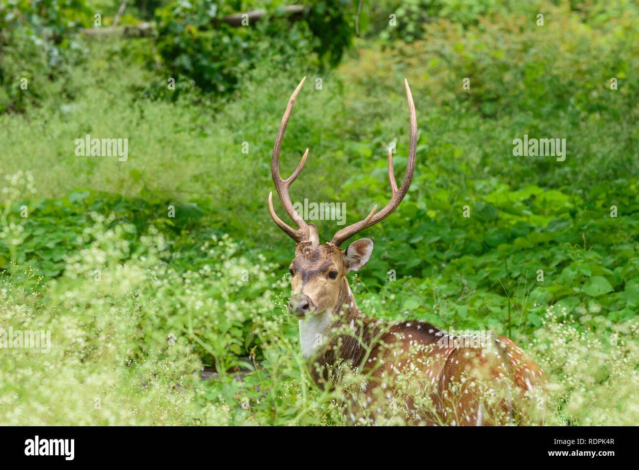 Chital, asse asse noto anche come Spotted Deer, Bandipur Parco Nazionale e Riserva della Tigre, Karnataka, India Foto Stock