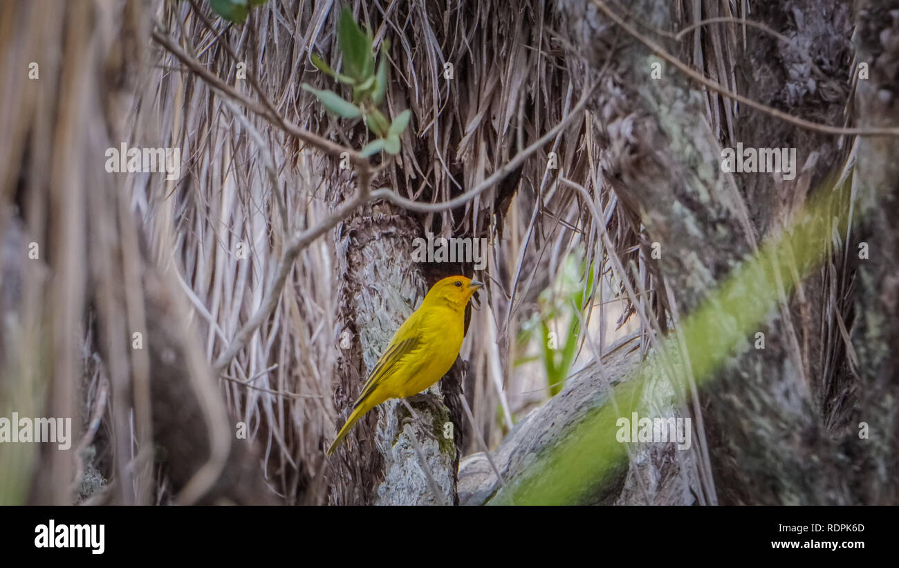 La fauna selvatica e la natura a Lavras, Brasile Foto Stock