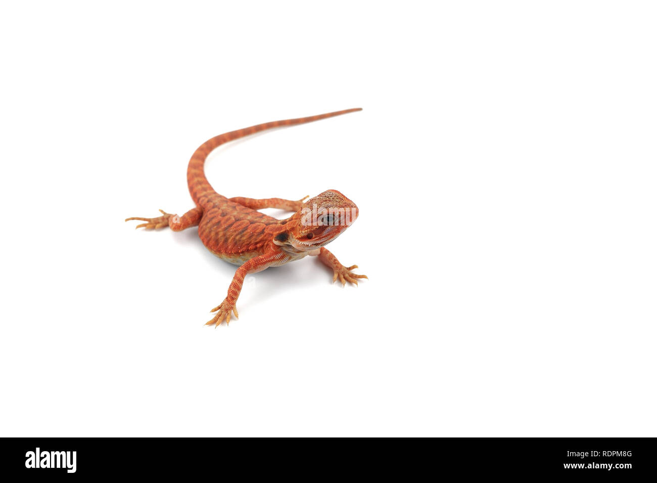 Drago barbuto isolati su sfondo bianco Foto Stock