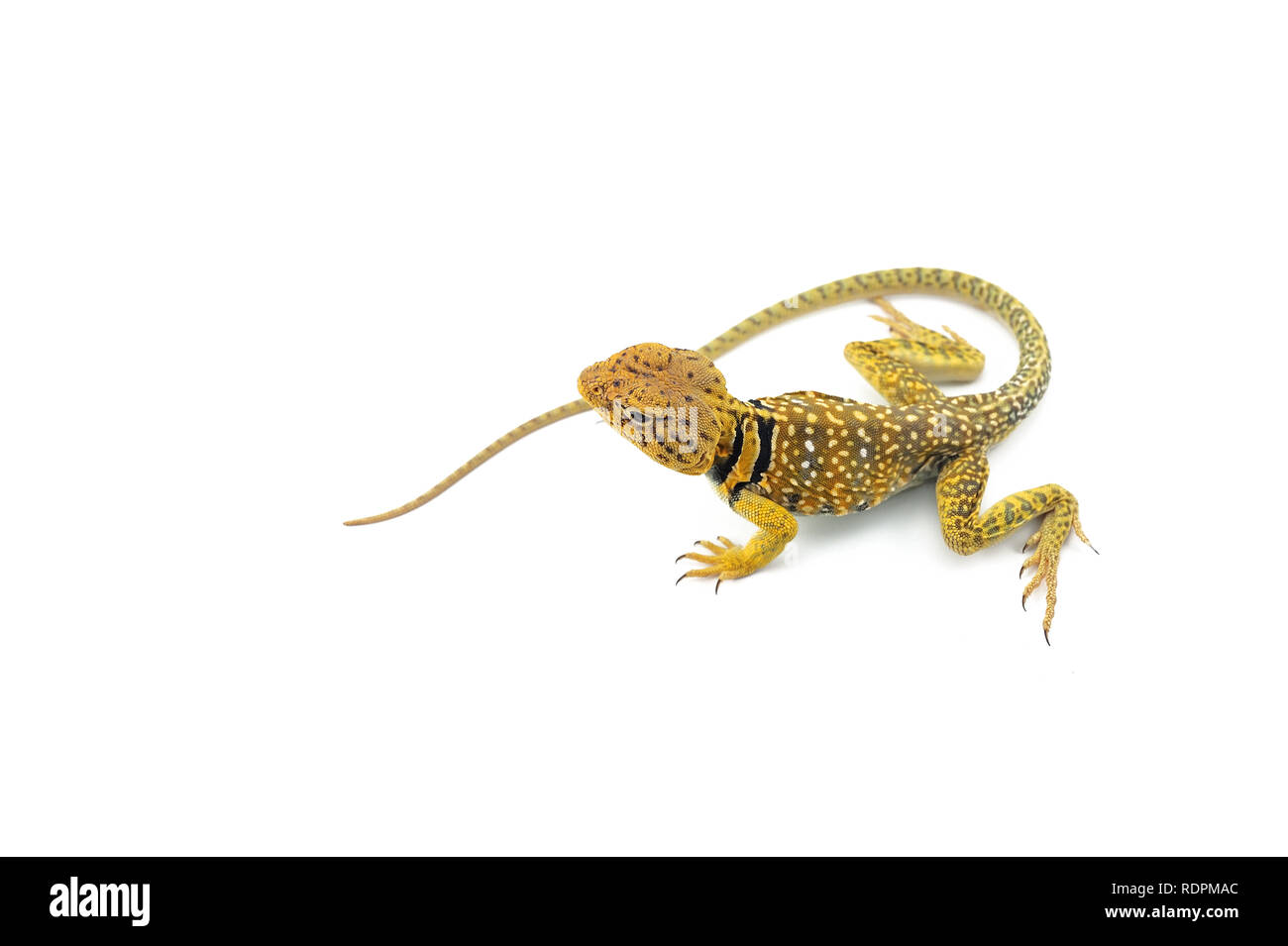 Il comune di lucertola a collare isolato su sfondo bianco Foto Stock