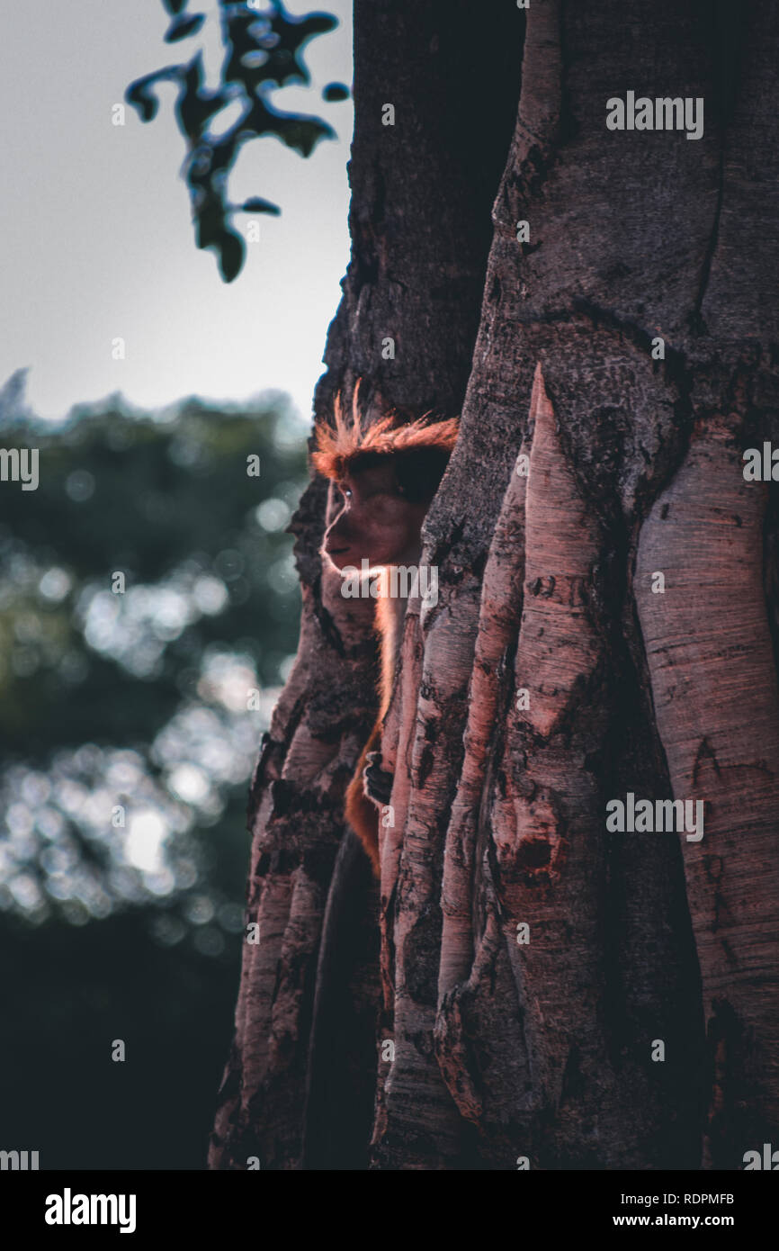 Monkey sulla struttura ad albero Foto Stock