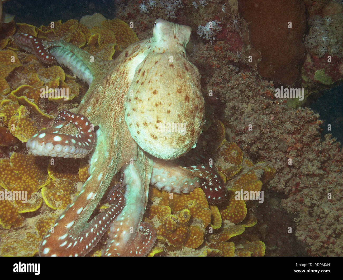 Big Red Polpo (Octopus rubescens) Foto Stock