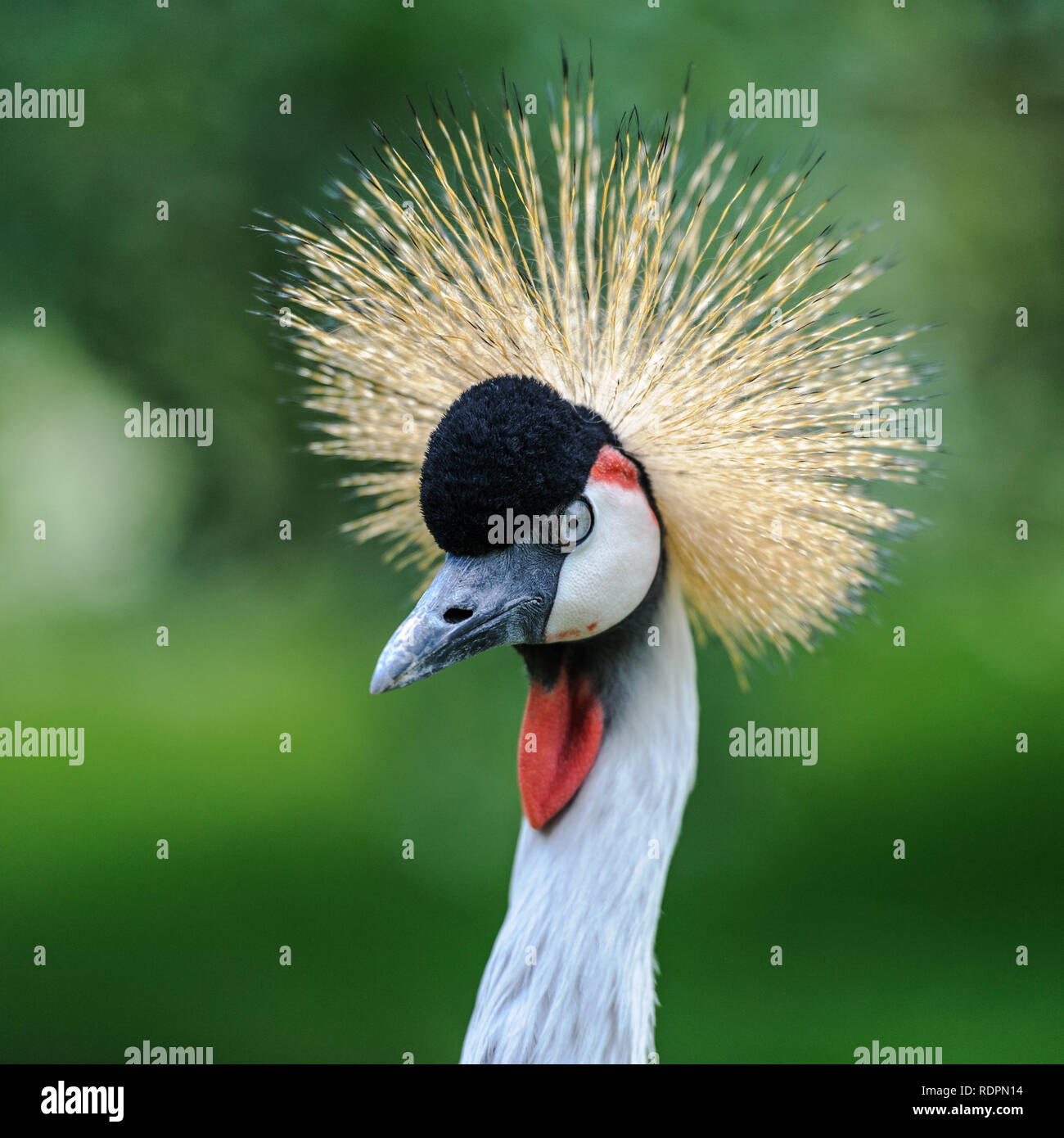 Un ritratto di una bellissima Grey Crowned Crane contro un verde sfondo bokeh di fondo. Foto Stock