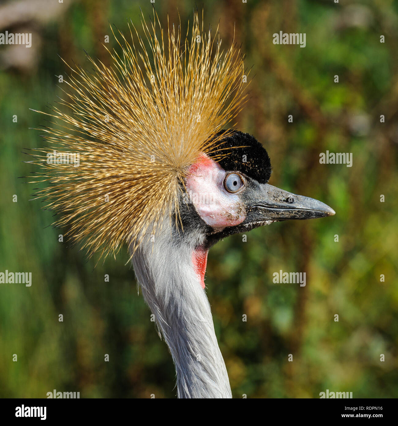 Un ritratto di una bellissima Grey Crowned Crane contro un verde sfondo bokeh di fondo. Foto Stock