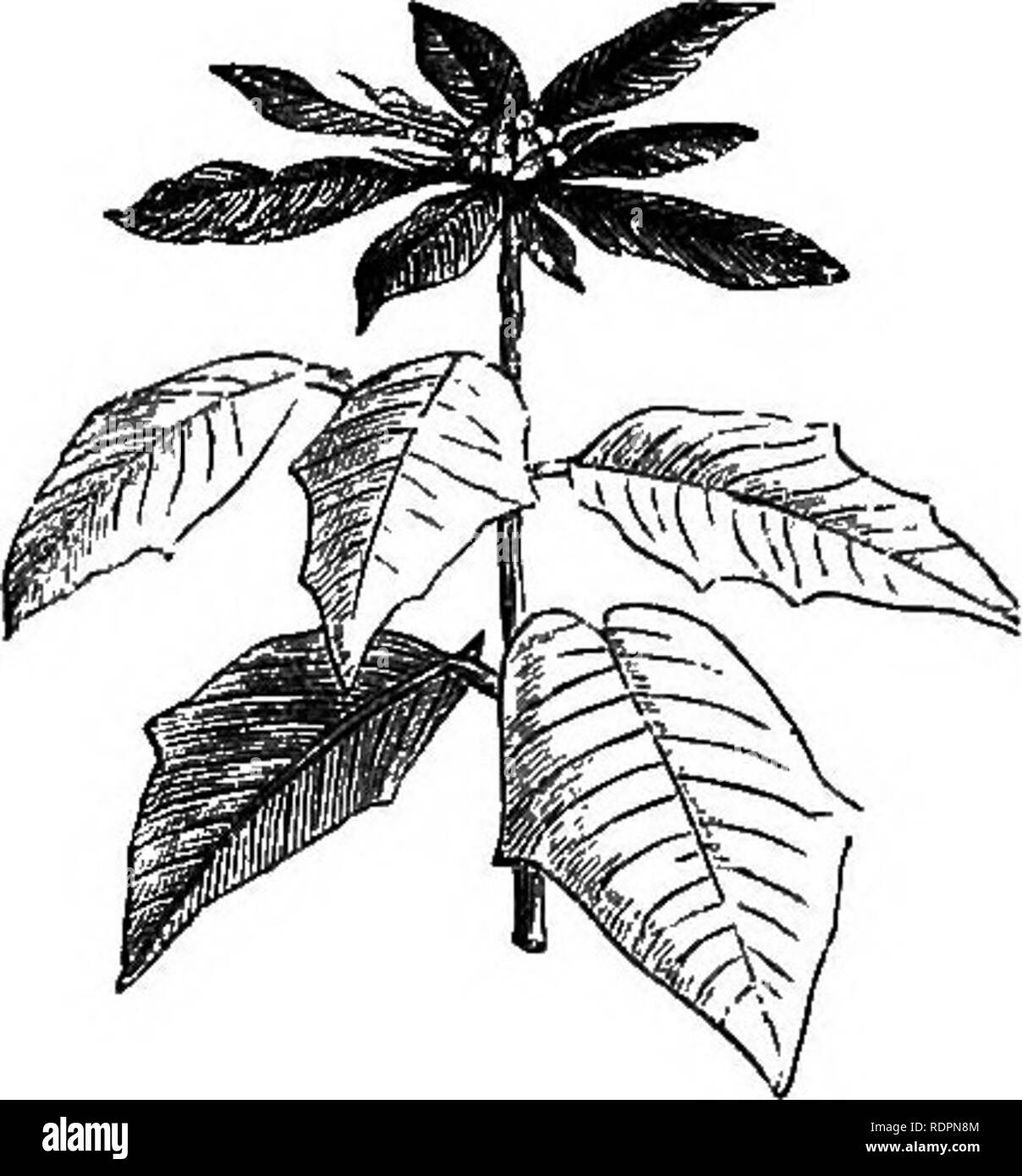 . Il mio giardino, il suo piano e cultura insieme con una descrizione generale della sua geologia, della botanica e della storia naturale. Il giardinaggio. 266 â IL MIO GIARDINO.. Un altro stufa-pianta, Poinsettia pulcherrima (fig. 549), è molto impiegata per la decorazione della tavola a Londra. Il fiore ha un cerchio di scarlatto brillante delle brattee, che lo rende appariscente, e che dà il colore nel fernery in inverno quando il colore è prezioso. Fatta eccezione per questi scopi non è lodevole. It fiori alla sommità di un straggling shoot, che fa sì che la pianta intera per essere alquanto ungraceful. Trovo che il piano migliore è quello di ruotare il pl Foto Stock