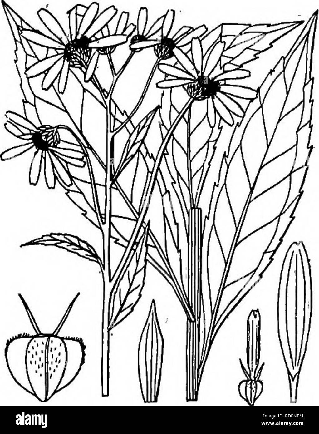 . La Indiana libro di erbaccia. Le erbacce. 174 indiana la rubrica di erbaccia. 142. Verbesina ai/ternifolia L. alato di ferro-erbaccia. Ferro giallo-erbaccia. Actinomeris. (P. N. 2.) gambo sottile e semplice o ramificato in prossimità della parte superiore, alato dal basso- ward estensioni dei margini delle foglie, 4-9 piedi alto; foglie alternate o inferiore opposto, oblunghe o lanceolate, appuntito, dentata o intero, ruvida- ish entrambi i lati, sessili o corto-sgambate. Capi numerosi in un terminale aperto cluster, 1-2 pollici ampio; ricettacolo convesso, chaffy; involucro di poche foglie lanceolate e deflexed brattee; disk globose, giallo; raggi 2-10, giallo, depressione, 1 i Foto Stock