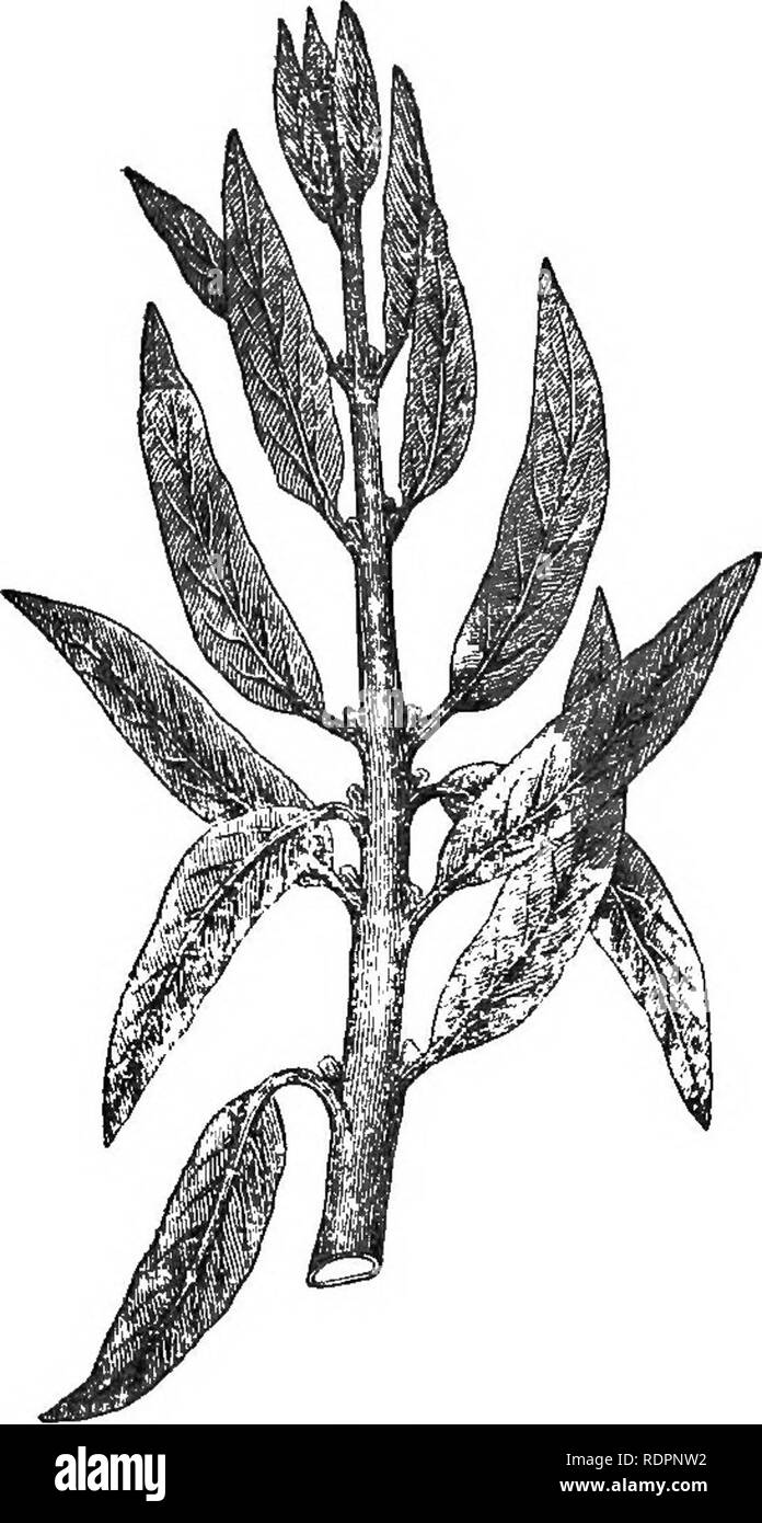 . Frutto della cultura in paesi stranieri. Rapporti da consoli di gli Stati Uniti, sulla cultura di frutta nei loro diversi quartieri, in risposta ad una circolare del Dipartimento di Stato. Frutti-coltura. L'OLIVO IN ITALIA. 641 Le foglie di olivo durano da due a tre anni, e crescere corrispondenti nei rami uno contro l'altro, come Fig. 1.. Cravatta. 1. Clima.-l'impianto di oliva è uno di quelli generalmente gradimento caloroso cli- si accoppia, in una temperatura variabile cresce bene e fructifies anche esposti in qualsiasi direzione. Il limite estremo della sua vegetazione è segnato circa il 45 di latitudine nord. Un eccessivo Foto Stock