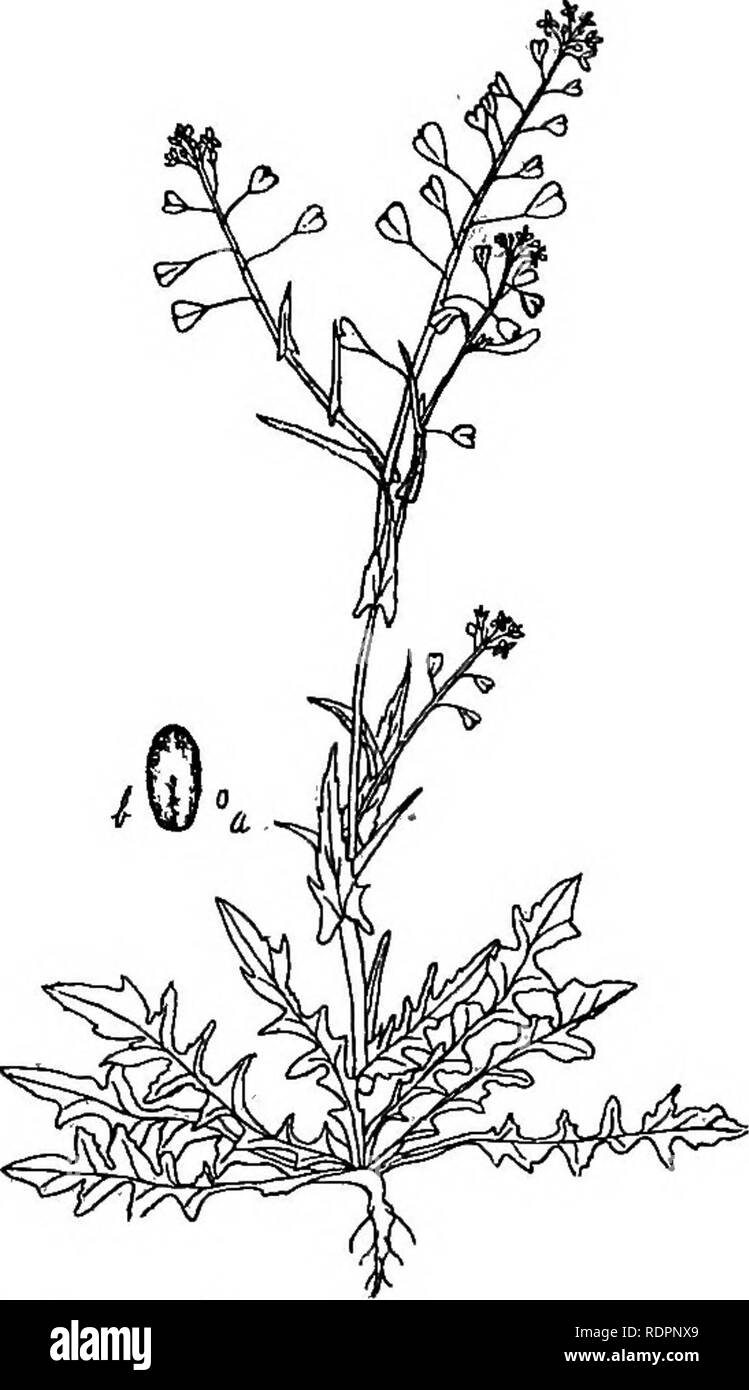 . La Indiana libro di erbaccia. Le erbacce. Erbacce OE la famiglia Senape. 85 a forma di freccia. Fiori piccoli, bianco. Baccelli a forma di cuore o triangolare, ampia nella parte superiore, intagliato in apice quindi ristretta a base, portati su steli sottili; semi numerosi, marrone chiaro, oblunga, 1/20 pollici in lunghezza e mezza come ampia. (Fig. 52.) comune in tutto il mondo in luoghi di rifiuti, giardini e vecchi campi coltivati. Marzo 10-nov. 25. Un inverno annuale di cui rosette verdi sono molto belle in quella stagione, ma la cui diffusione di steli diventano un obbrobrio in primavera. È anche un host per il club-root fungo. In tutti i periodi dell'anno e ogni- dove, w Foto Stock