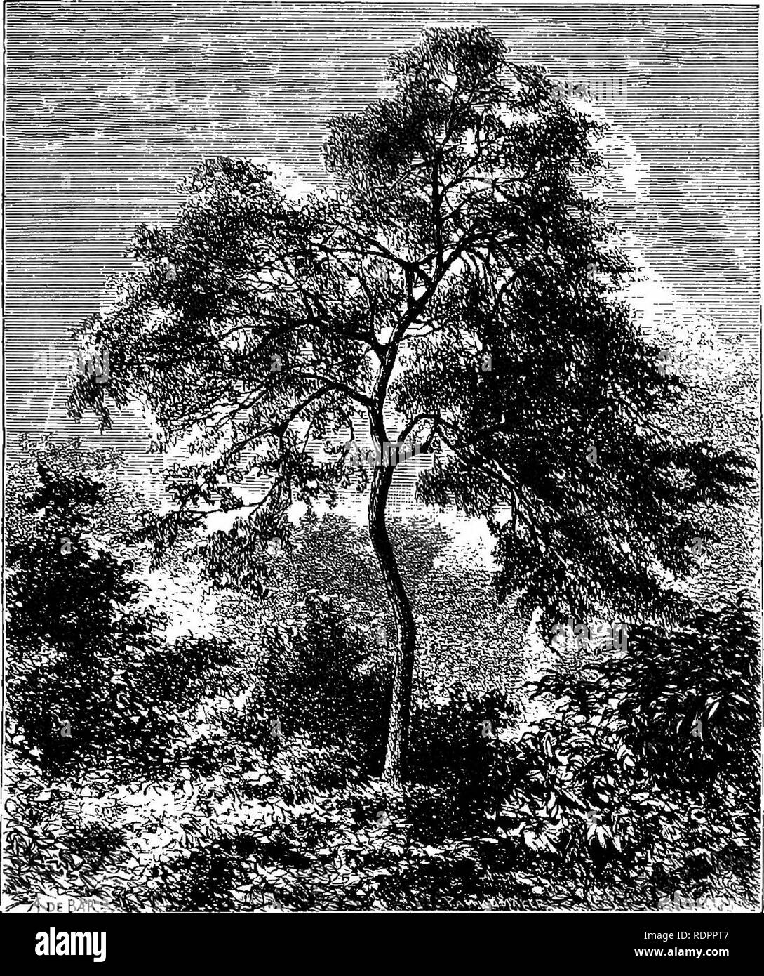 . I parchi e i giardini di Parigi, considerato in relazione alla voglia di altre città e dei giardini pubblici e privati; essendo note su uno studio di Parigi giardini. Il giardinaggio; Giardini; parchi. Cap. III.] il giardino di piante. 49 La causa di questo stato di cose, ma certo i botanici hanno avuto un idea fissa che è anche sbagliato per organizzare un giardino scientifico in modo che esso dovrebbe essere bello!âthat è dire che avendo ricca e variegata collezioni di piante provenienti da molti paesi è necessariamente antago- nistic per smaltire il giardino in un pittoresco e gradevole. Nuova â pianto MIELE LOCUST {Gleditsc'hui Foto Stock