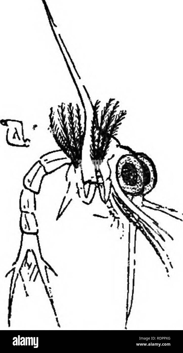 . Storia naturale. Per l'uso di scuole e famiglie. Zoologia. 308 NATTTEAIy HISTOET. conformato per essere montato per lo scavo come pure a piedi; e in altri ancora sono armati con pinze, in modo tale da essere strumenti di prehension nonché di locomozione. In quei crostacei che nuotano, come aragoste, gamberi, ecc, l'addome termina generalmente in un grande simile ad aletta, espansione che lavora su e giù nel nuoto come la coda di balena. Ma ui di coloro che sono a piedi piuttosto che nuotare, come la polpa di granchio, questa parte è piccola e viene piegato fino onu- derneath. 524. Tutti i crostacei provenire da uova. Le uova sono comunemente Foto Stock