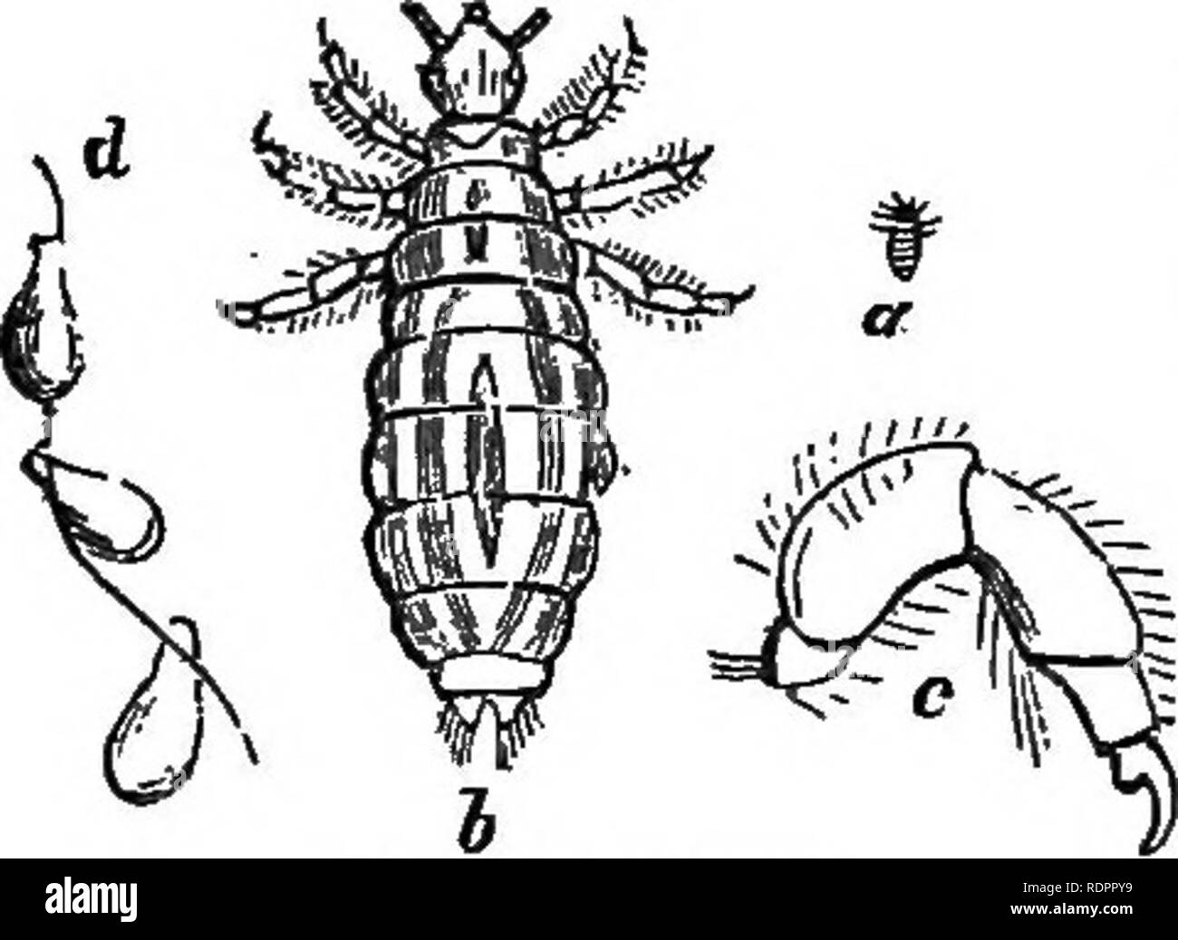 . Storia naturale. Per l'uso di scuole e famiglie. Zoologia. 506. Gli insetti dell'ordine Aphaniptera, le pulci e i loro alleati, hanno solo la più indistinta rudimenti di ali; ma la metamorfosi è completa. Il lar- vae inclose stessi in piccoli bozzoli di seta di passare nell'imago membro. Il comune delle pulci, una mag- §!=? Nified cui rappresentazione è dato in Fig. 231, ha una curiosa ap- paratus per succhiare il sangue, che è molto- bello come esaminate con un microscopio. Questo insetto, come altri grandi leapers, come cavallette, rana-tramogge, ecc., ha dimensioni molto ampie zampe posteriori. 507. In th Foto Stock