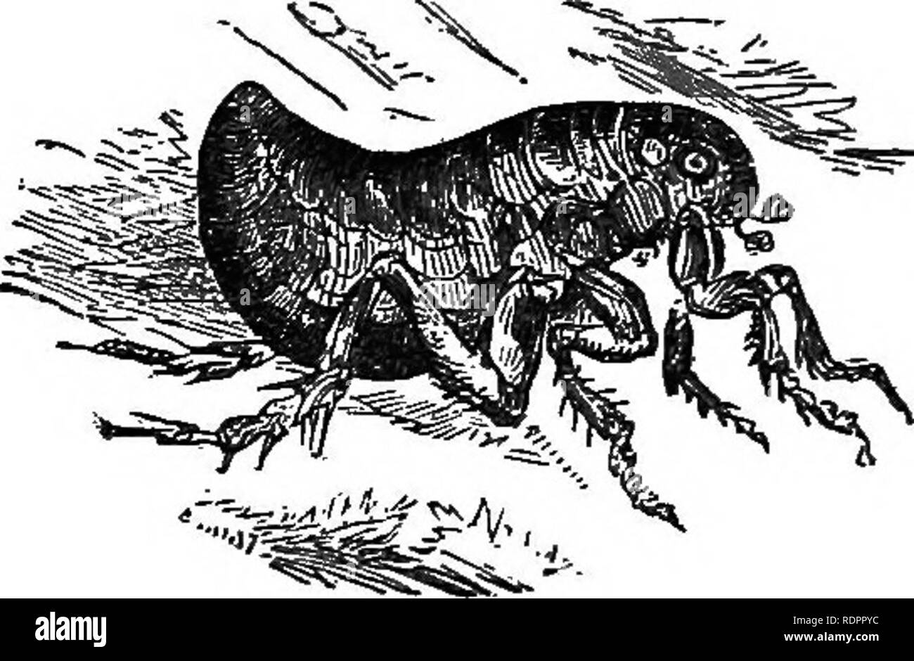 . Storia naturale. Per l'uso di scuole e famiglie. Zoologia. 298 NATUEAl storia.. 506. Gli insetti dell'ordine Aphaniptera, le pulci e i loro alleati, hanno solo la più indistinta rudimenti di ali; ma la metamorfosi è completa. Il lar- vae inclose stessi in piccoli bozzoli di seta di passare nell'imago membro. Il comune delle pulci, una mag- §!=? Nified cui rappresentazione è dato in Fig. 231, ha una curiosa ap- paratus per succhiare il sangue, che è molto- bello come esaminate con un microscopio. Questo insetto, come altri grandi leapers, come cavallette, rana-tramogge, ecc., è di dimensioni molto grandi Foto Stock