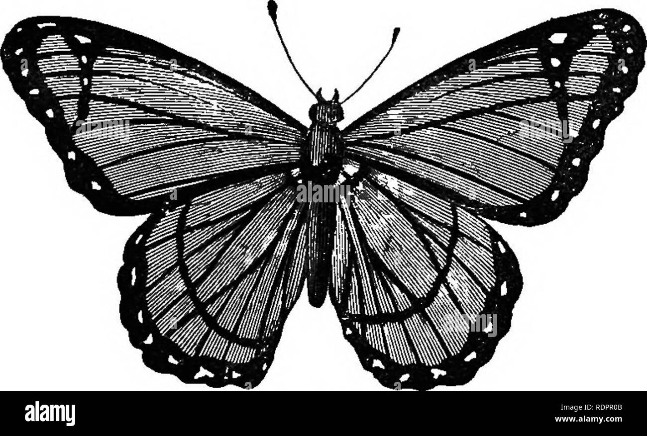 . Storia naturale. Per l'uso di scuole e famiglie. Zoologia. SCAIE-insetti alati. 287. Fig. 321.-l'Berenice. si dividono in due gruppi, il Crepuscularia (Orepus- eula, crepuscolo), twilight-volantini, o Hawk tarme e la Nocturna o vero falene. Linnaeus chiamato il Falco falene sfingi, dall'atteggiamento peculiare, che assomiglia scolpita la Sfinge, così spesso assunto dal soddisfare- pilastri di queste falene. La maggior parte delle specie di questo genere sono Twilight-volantini, ma non tutti i; per qualche volo circa in condizioni di luce solare intensa, aspirando il nettare dei fiori con i loro lunghi tronchi. Queste specie sono più brilli Foto Stock