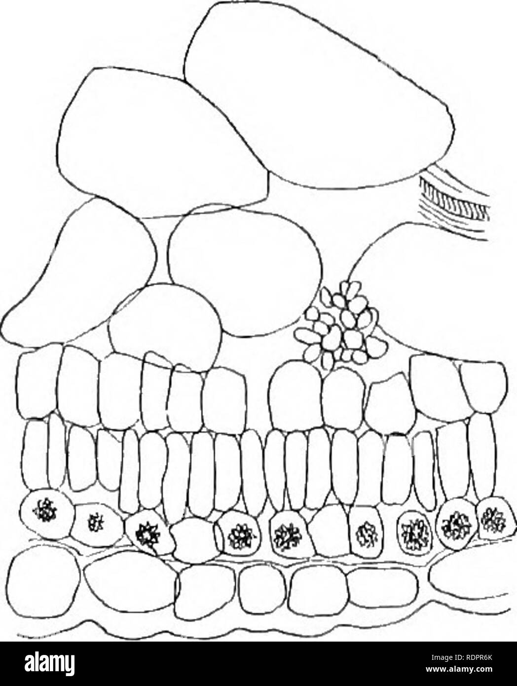 . Studi sulla vegetazione della Transcaspian lowlands. La botanica. 200 Salsola verrucosa M. B. un arbusto il conseguimento del heiglit di circa un metro e più frequentemente riscontrate in argilla-deserto. Le foglie cilindriche presto cadere, e durante il periodo estivo il,main assimilando organi della pianta sono sottese a foglie e brattee dei fiori che come carnose, conformati a guisa di cucchiaio scale, tre a- gether racchiudono i fiori. La pianta è quindi quello che abbiamo chiamato (p. 71) Un bracteole-succulenti. Piccolo breve globulare- germogli con da 3 a 5 foglie sono talvolta visto sostituendo i fiori. L'anno-germogli sono branc Foto Stock