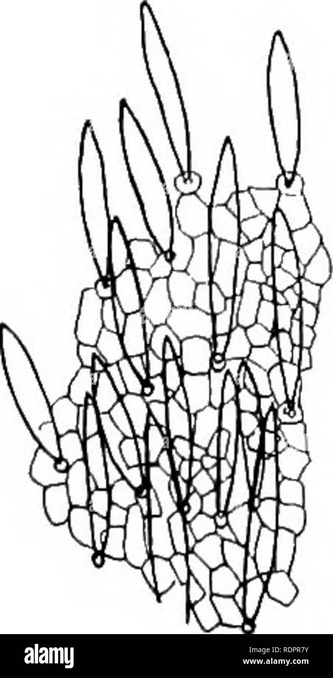 . Studi sulla vegetazione della Transcaspian lowlands. La botanica. 184 è molto aperto e getta solo una leggera ombra. Le estremità dei rami sono penduli, lungo, sottile, duttile e frusta-simili. Due rami sono mostrati in Fig. 10. Palezkij ha radici misurata a 19 metri di lunghezza. Le foglie sono sparse e pinnate con due lineari lanceolate volantini densamente rivestite con capelli setosi. Il rachide talvolta termina in una esile thorn un centimetro lungo, che spesso persiste fino al prossimo anno. Stipules sono assenti o rappresentato da due piccole spine. La parte distale dell'anno-shoot probabilmente sempre muore Foto Stock