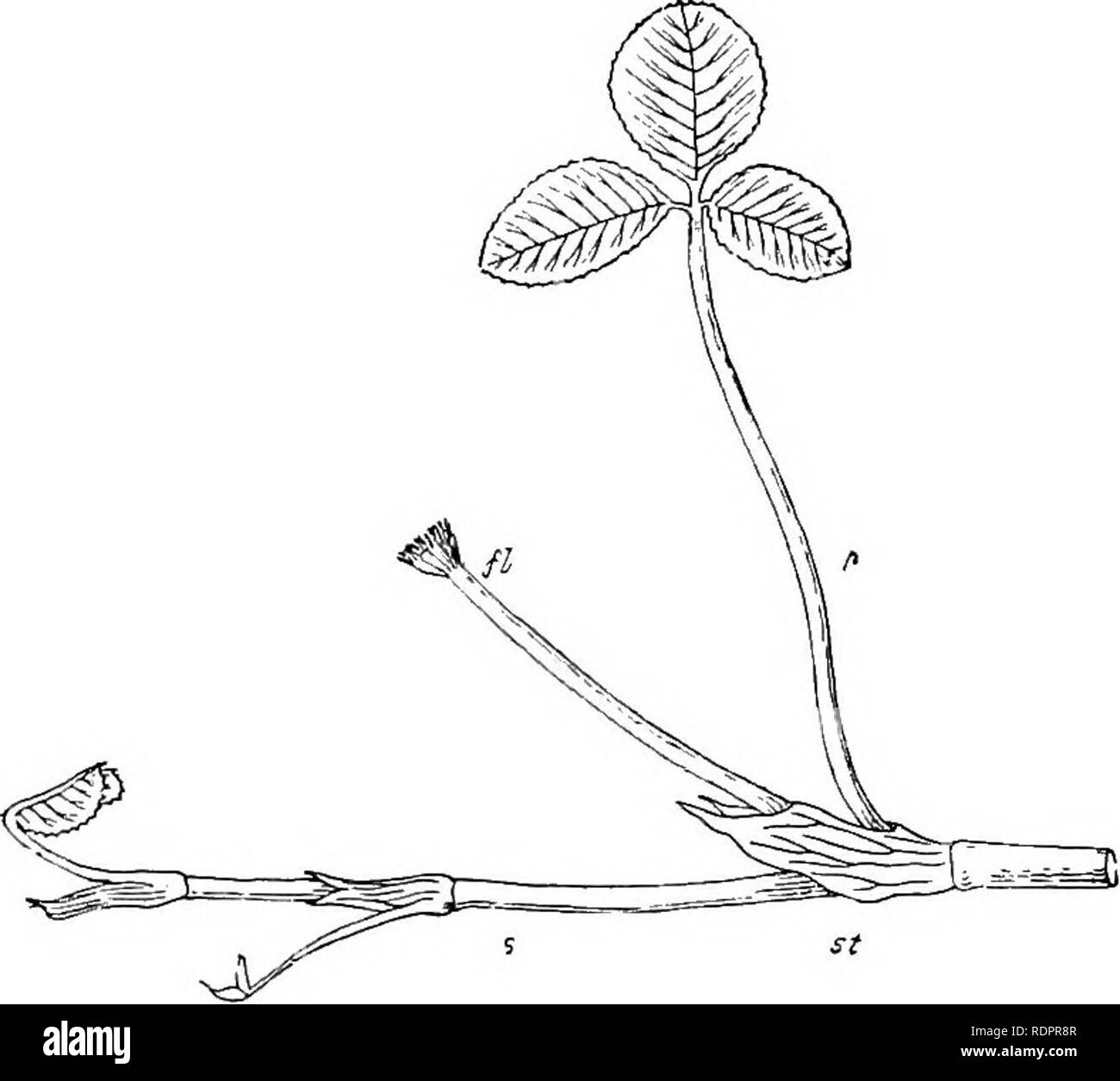 . Note sulla storia di vita britannica di piante in fiore. La botanica; Ecologia vegetale. 162 BRITISH piante fiorite del centro, è rivestito da una sostanza cerosa che è secreta da peli ghiandolari, dalle basi dei quali linee sottili irradiare. L'epidermide è abbastanza liscia. La parte superiore della foglia non è bagnato, anche da heavy rain, eccetto proprio in corrispondenza dei bordi esterni, dove viene catturato dai denti e la frangia di capelli e condotta da sotto la superficie, che presto è coperta da una pellicola di umidità; ed è interessante vedere come scende rapidamente e che rientrano nella parte superiore sono quindi condotti all'sotto. Fig. Foto Stock