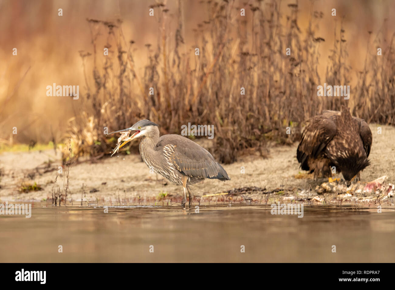 Airone blu con il pesce e i capretti aquila calva (Haliaeetus leucocephalus) nel nord-ovest del Pacifico Foto Stock