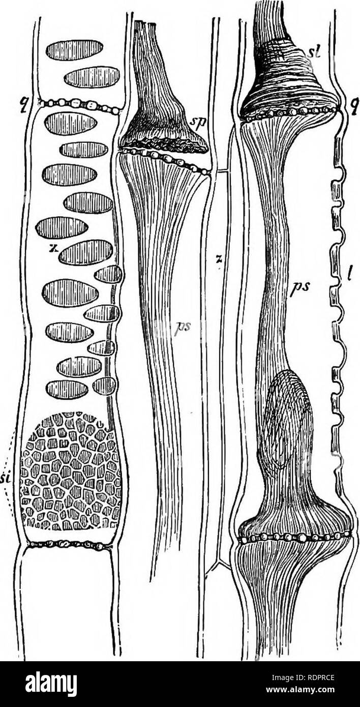 . La botanica per licei e collegi. La botanica. 78 botanica. (C) Esempi di forme più semplici di laticiferous tessuto può essere ob- tained per studiare da EuphorbioMce, JJrtkacm, Asclepiadacm, Apocy- nacm. Forme meno semplice si verificano in AracecB', e in acero ; in quest'ultima vengono visualizzati per sostituire il crivello-navi. Correlati a queste sono ancora la peculiare di latte-navi della cipolla (Fig. 66), che consistono di cellule allungate separate da sottili o setti forati.. Maiale. 67. - Sezione longitudinale tlirougli tlie tessuto crivello di Cucurbita Pepo. g, g, Sezione di setaccio trasversale - lastre ; si, la Foto Stock