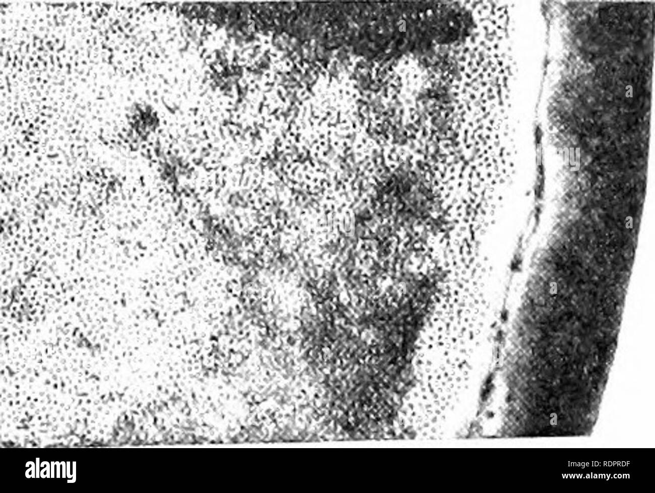 . Un libro di testo di botanica. La botanica. 84 TEXTBOOK di botanica 112. La staffa di funghi. - Piuttosto grande classe di funghi basidium, strettamente correlati ai funghi, comprende quelli che producono il familiare " staffe " sui fianchi degli alberi, specialmente gli alberi morti. Un elemento comune di questa classe è fame applanatus (Fig. 40), in cui le staffe sono piatte, piuttosto sottile e a volte molto ampio. La superficie inferiore è bianco K. Si prega di notare che queste immagini vengono estratte dalla pagina sottoposta a scansione di immagini che possono essere state migliorate digitalmente per la leggibilità - Colorazione e aspetto di queste illustrazioni potrebbero non per Foto Stock