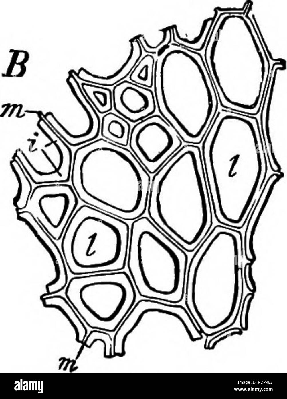 . La botanica per licei e collegi. La botanica. 68 BOTANT- 96.-La parete cellulare nei tessuti. In tessuti le pareti che separano le celle contigue sono al primo e semplice e omogenea. La piastra di cellulosa che prima si forma tra due masse sorella del protoplasma in cella-fission è una sola, la com- mon proprietà, come è comune la secrezione del proto- plasm masse. Come la parete diventa più vecchi e più spessa, e stratificazione avviene, essa mostra una linea di separazione in due metà ; questo può diventare così ben marcato come effettivamente a provocare la separazione della parete, come è il caso di succu Foto Stock