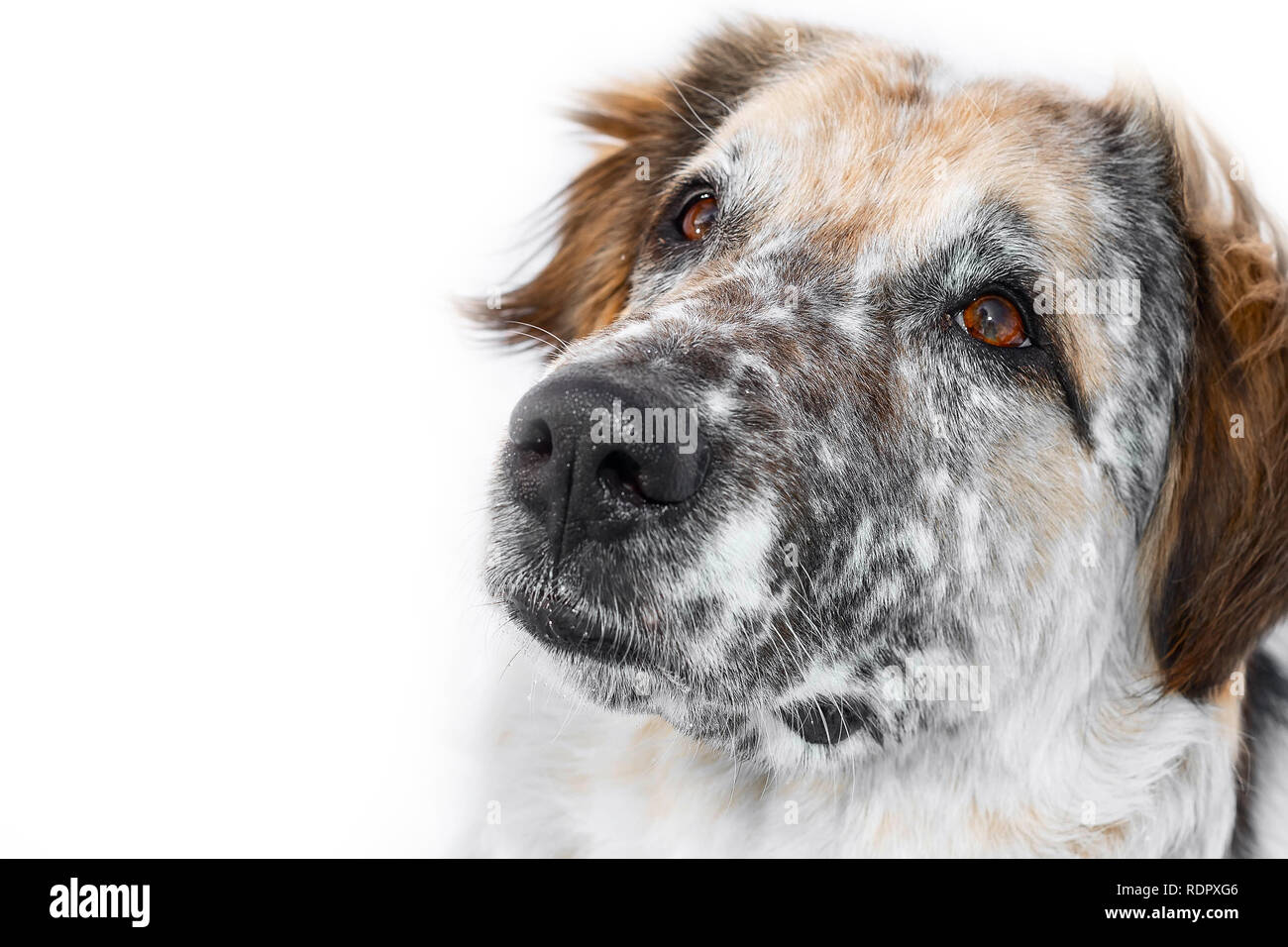Big Dog museruola con naso umido close-up isolati su sfondo bianco Foto Stock