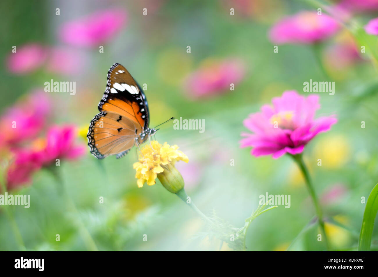 Stupenda farfalla nel giardino fiorito Foto Stock