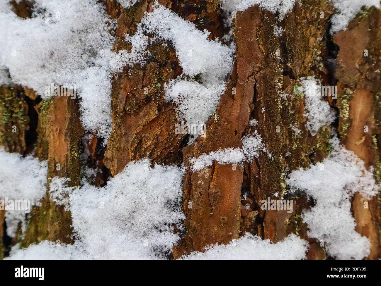 Tronco di pino macro. Consistenza naturale di bianco della neve-coperta corteccia Foto Stock