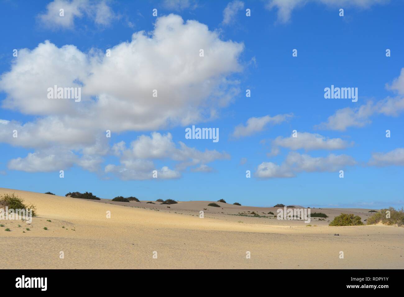 Le dune dorate del parco naturale sulla costa di Corralejo. Fuerteventura,Spagna. Foto Stock