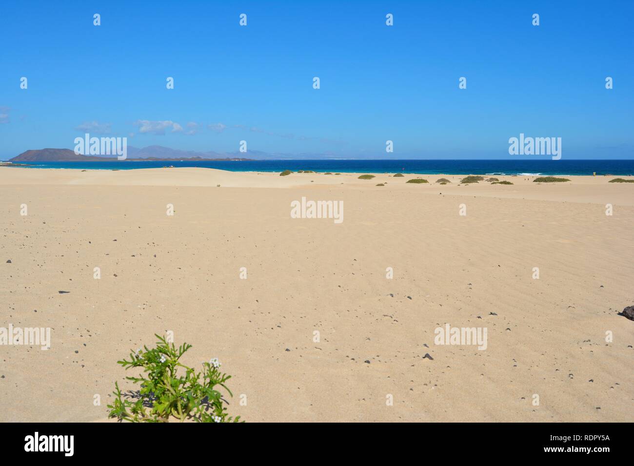 Le dune dorate del parco naturale sulla costa di Corralejo. Fuerteventura,Spagna. Foto Stock
