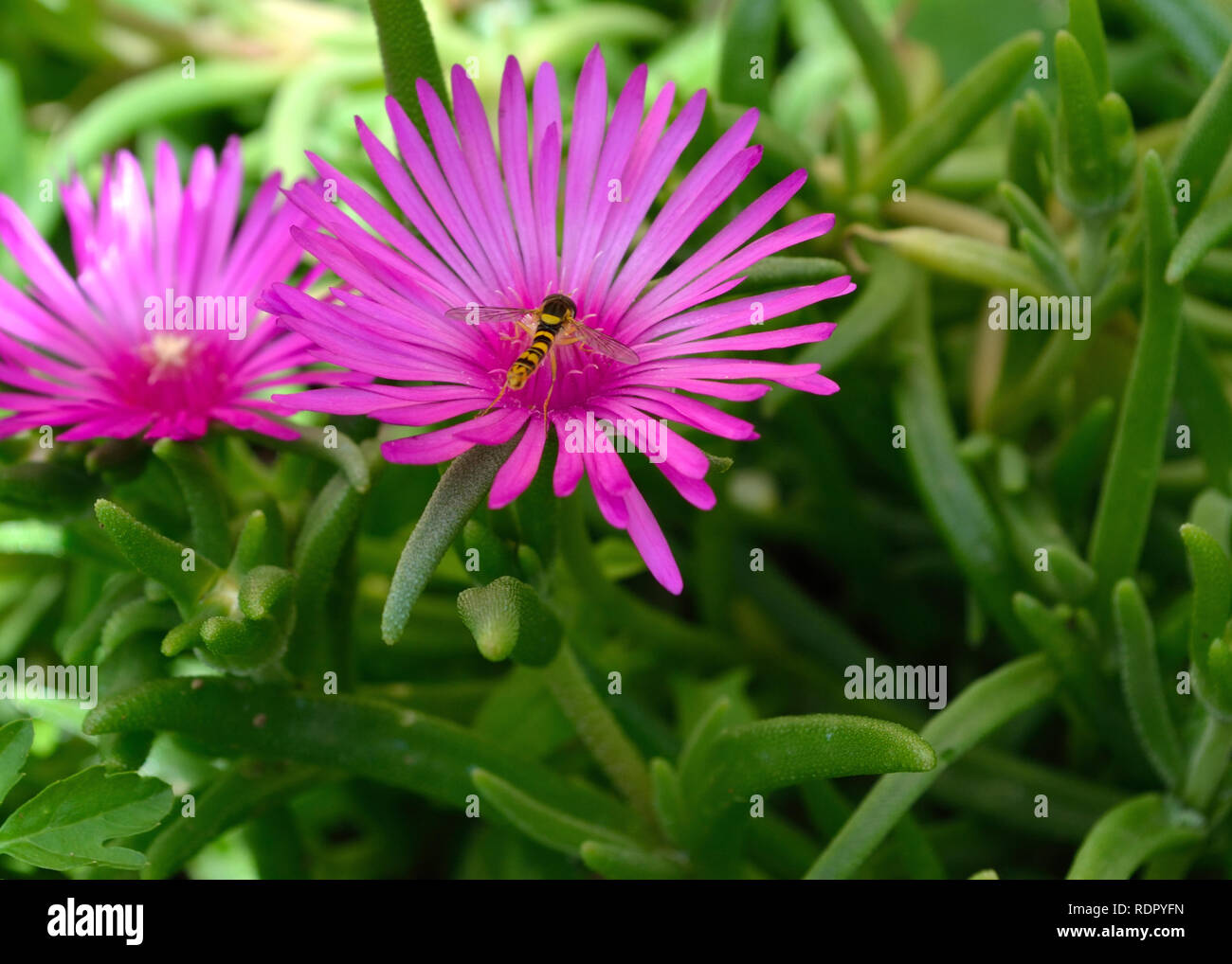 Rosa Delosperma cooperi, Hardy ice fiori nel giardino Foto Stock