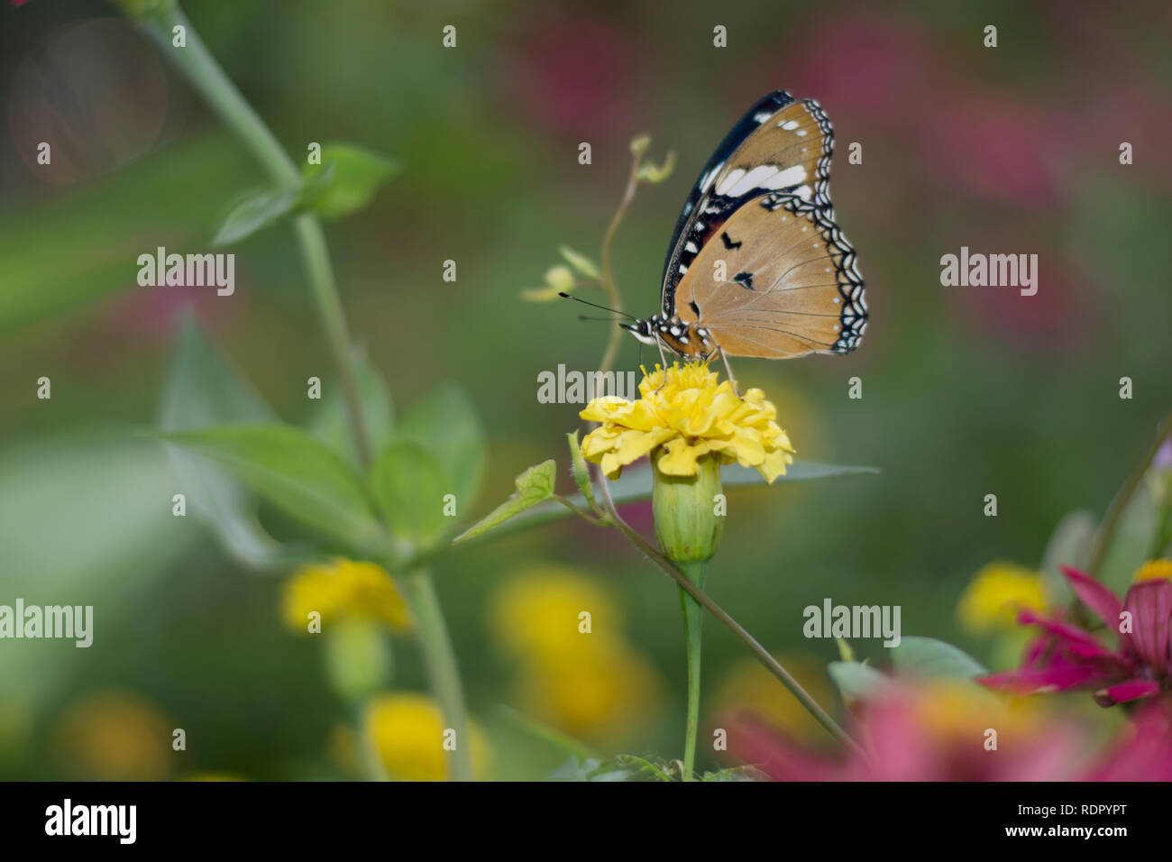 Stupenda farfalla nel giardino fiorito Foto Stock