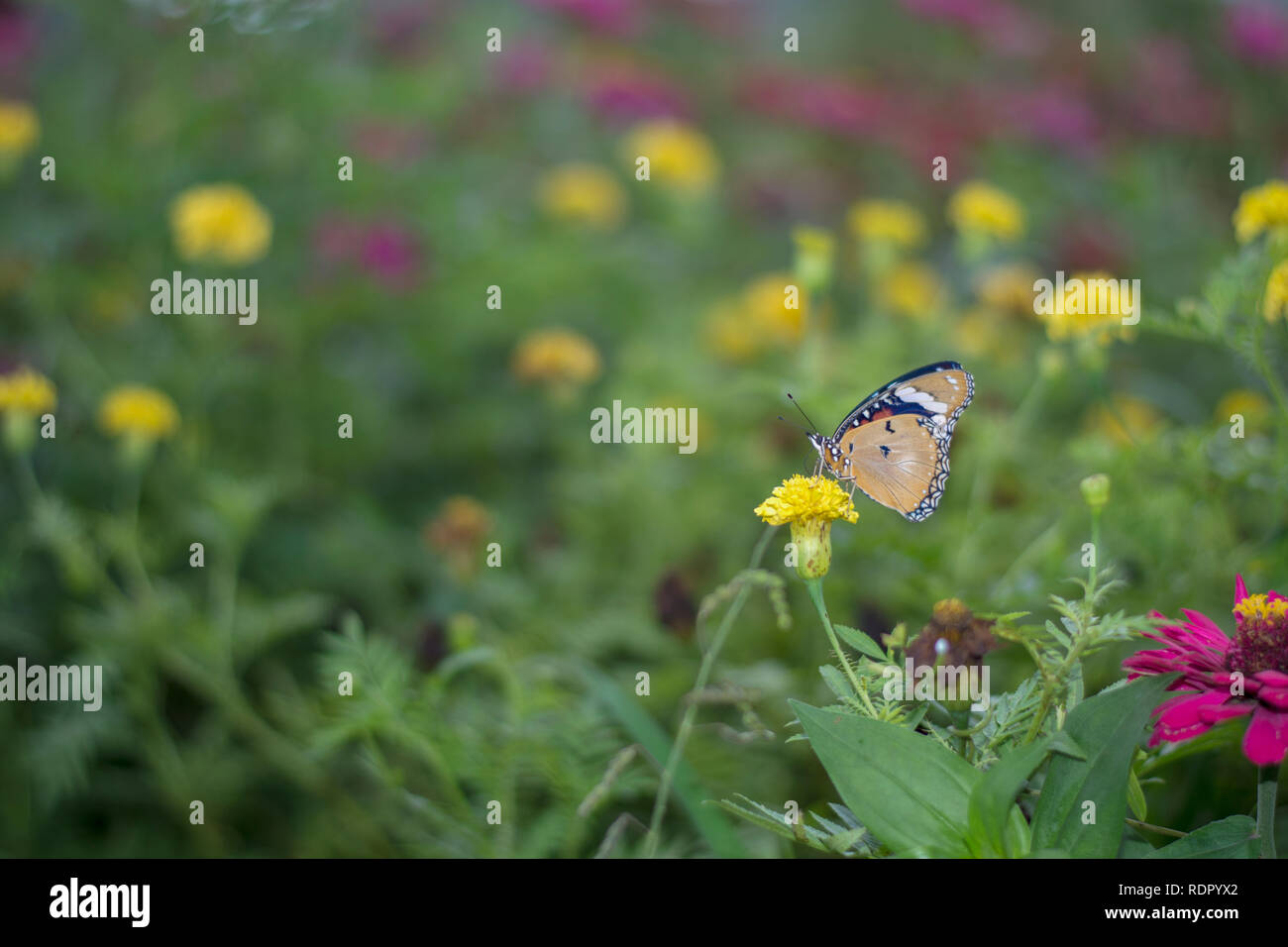 Stupenda farfalla nel giardino fiorito Foto Stock