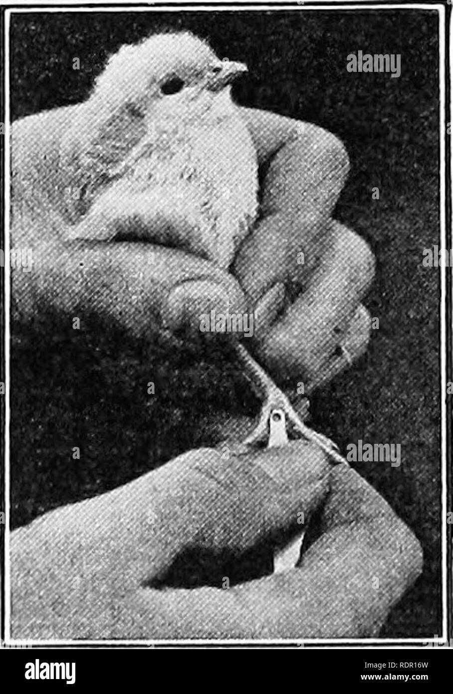 . Pratiche di produzione di pollame . Il pollame. Figura 92.-La covata coop dovrebbe essere thor- oughly pulito e spruzzato con cherosene o petrolio greggio per prevenire i pidocchi e acari. una volta alla settimana, compiendo ogni sforzo per mantenerlo libero da pidocchi acari aride. Da uno a due in- ches di sabbia o di trucioli o uno strato sottile di paglia o fieno tagliato dovrebbe essere sparsi sul pavimento della coop. Lo stesso dovrebbe essere fatto in brood- er case quando i metodi artificiali di cova sono utilizzati. La covata stie deve essere spostato in terreno fresco settimanalmente, preferibilmente dove vi è una gamma di erba. Ombra è molto essen- tial in allevamento di polli, Foto Stock