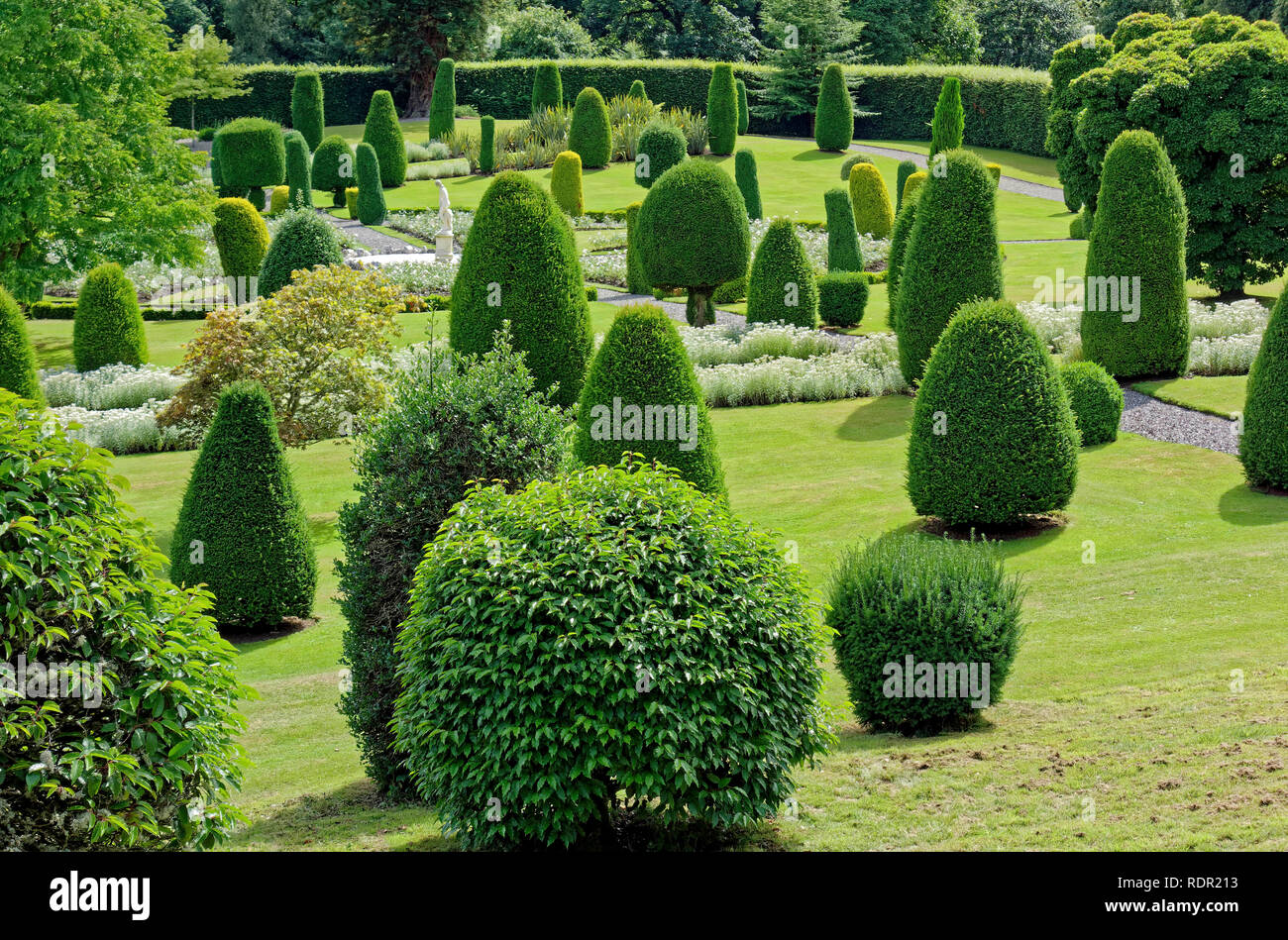 Conifere a Drummond Castle Gardens vicino a Crieff, Perthshire, Scotland, Regno Unito Foto Stock