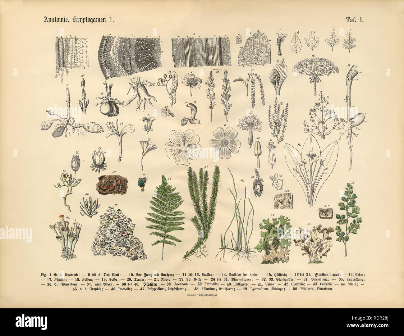 Impianto anatomia, Vittoriano illustrazione botanica Foto Stock