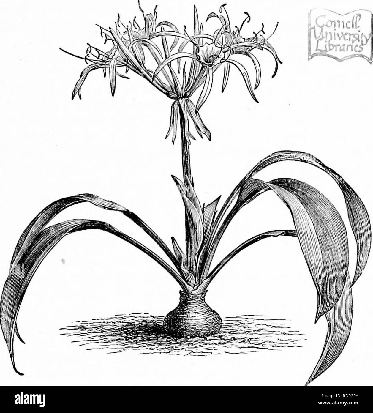 . Cassell popolare di giardinaggio. Il giardinaggio. Piante a bulbo. 339 Jocalities dovrebbero essere sollevato in autvimn e mantenuta thi-ough l'inverno. Se le lampadine sono piantati al piede di un caldo sud parete, essi spesso non richiedono ulteriore attenzione. Il suolo migliore per il hardier tipi è un argilla sabbiosa e le lampadine devono essere piantati di diversi pollici al confine. Pentlandia miniata.-Una bella lampadina peruviano, tolerably hardy, ma requiriug verde-casa della cultura. Si tratta di una piccola pianta crescente, con sottili flower- spike di fiori a forma di campanella di un brillante arancio-rosso. Fiorisce in coinpany con come S Foto Stock
