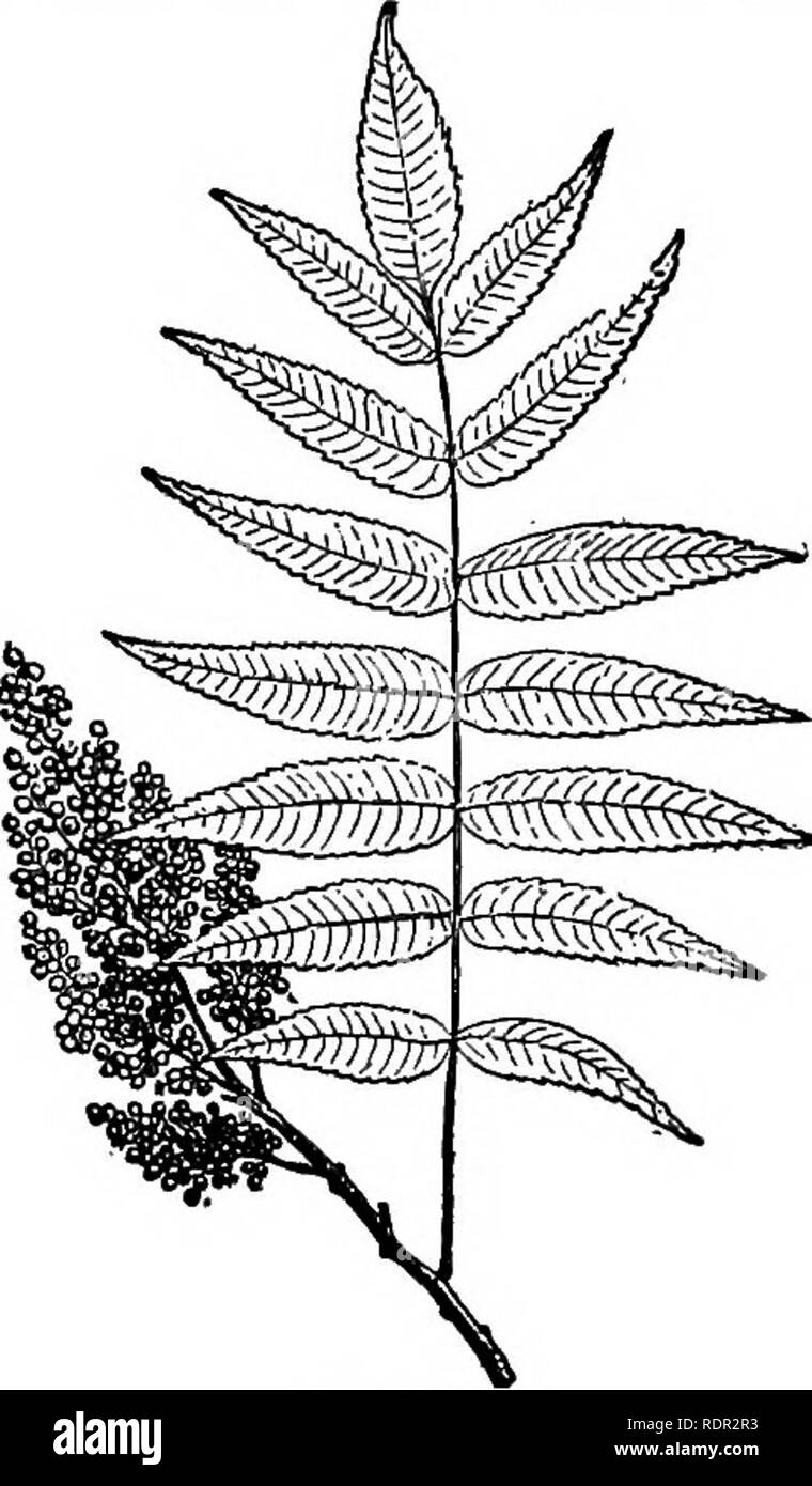 . Dell'enciclopedia delle colture di fattoria, un sondaggio popolare di colture e raccolto-metodi di fabbricazione negli Stati Uniti e in Canada;. La produzione agricola; l'agricoltura. 626 Concia materiali materiali di concia Ohio e Indiana e nelle montagne di Alabama e ad ovest di Michigan. Il legno contiene da 3 a 10 per cento di tannino, dando il blu-nero con sali di ferro. I vecchi alberi contengono la più alta percentuale di tannino. La corteccia con- tains circa il 8 per cento. Il legno è usato per la produzione di estratti che dare una ditta di cuoio, con una buona dose di bloom se usato in forte e una più tinta rossastra thanvalonia. L'estratto contiene spesso da Foto Stock